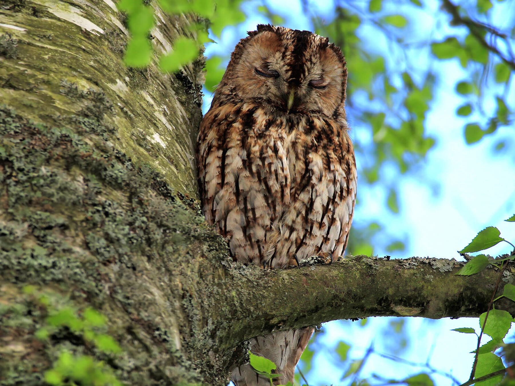 Tawny owl sleeping