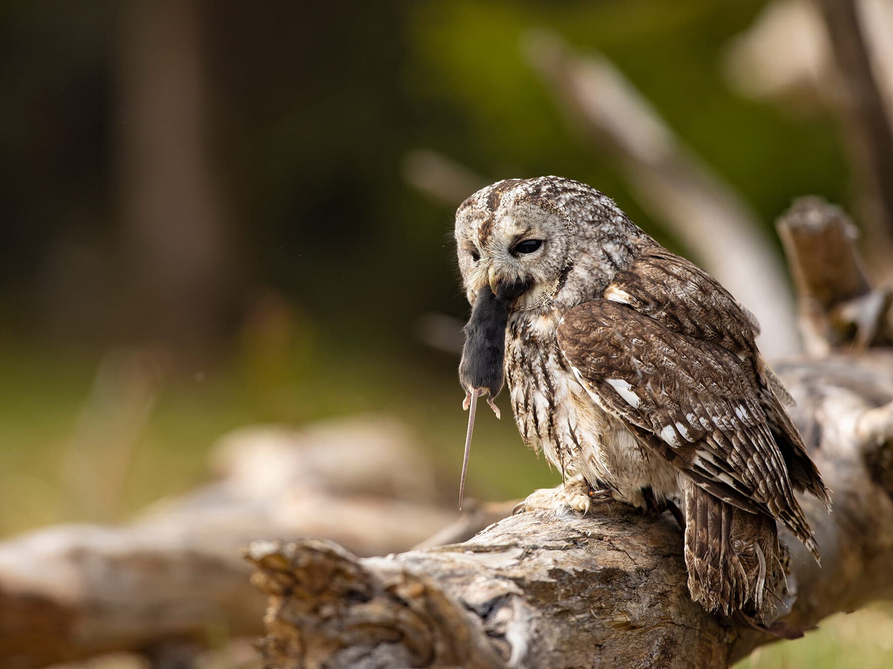 Tawny Owl with captured mouse in beak
