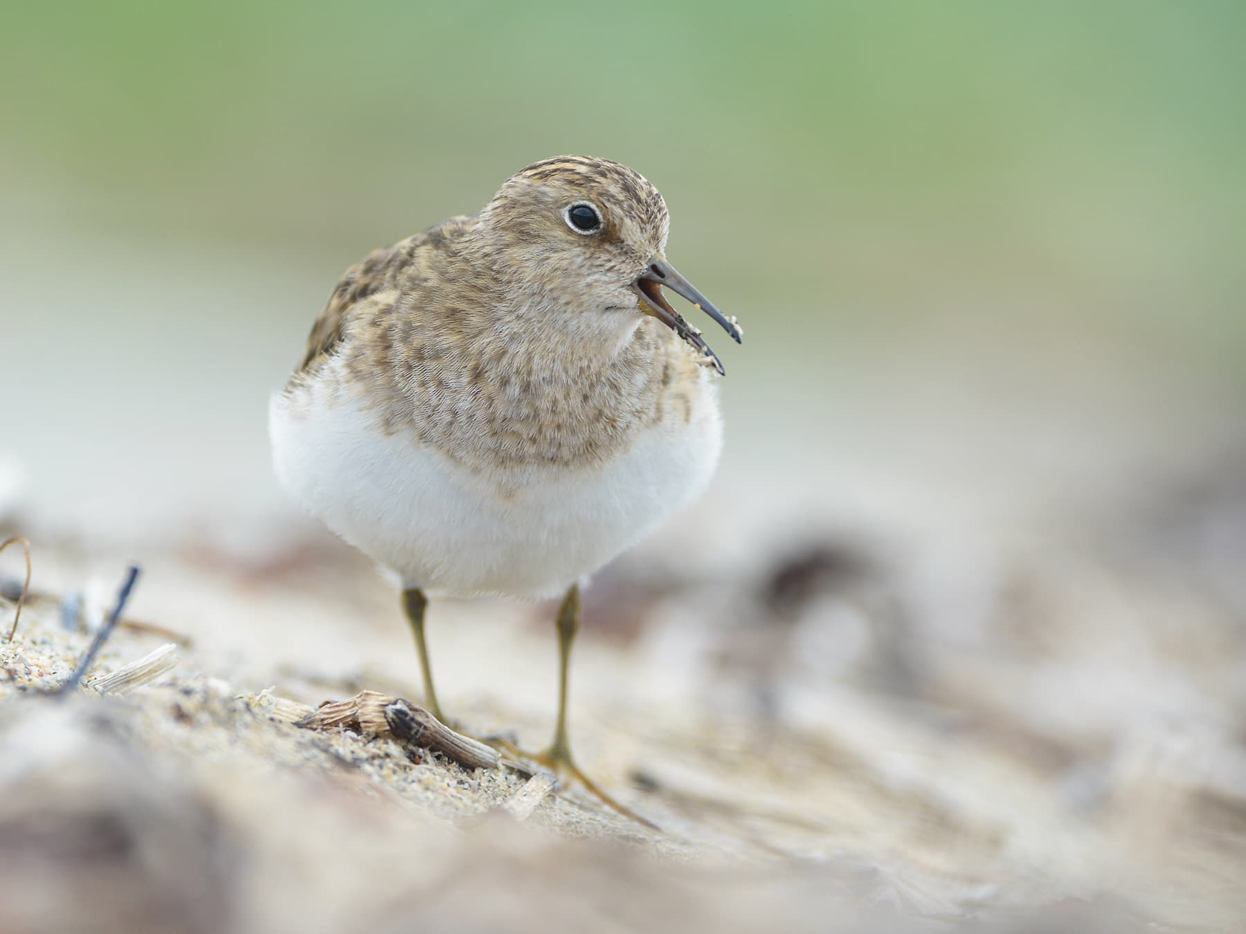 Temminck's Stint calling out