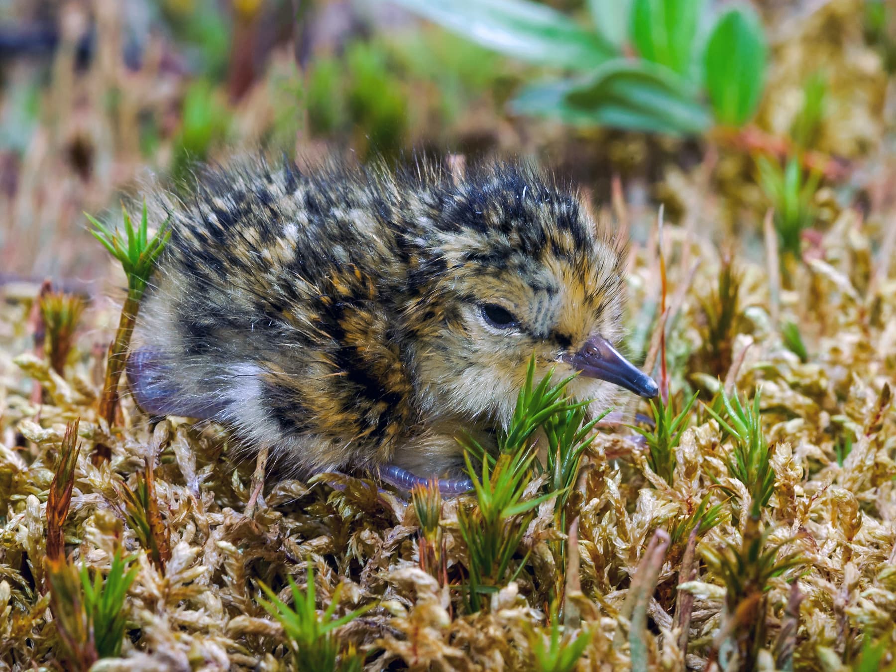 Temminck's Stint chick