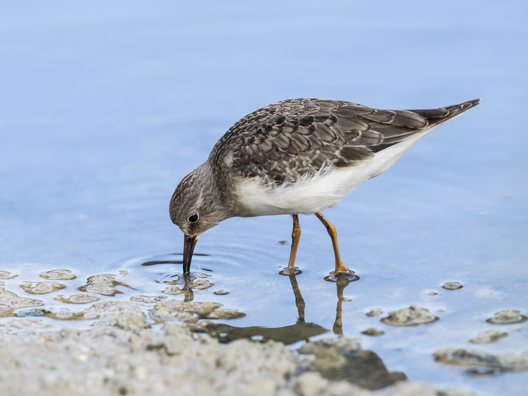 Temminck's Stint feeding