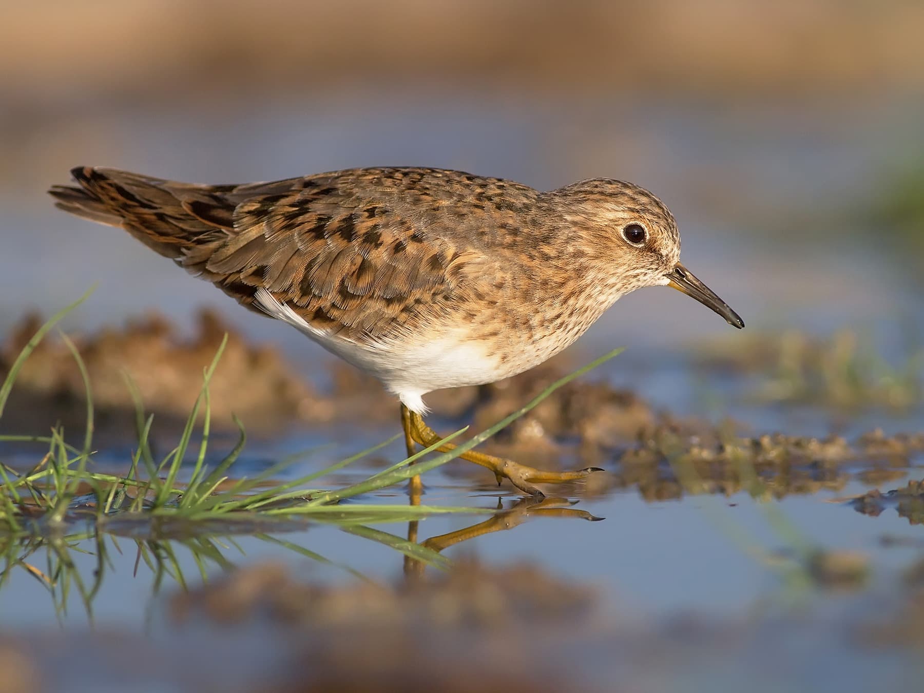 Temminck's Stint foraging in muddy waters