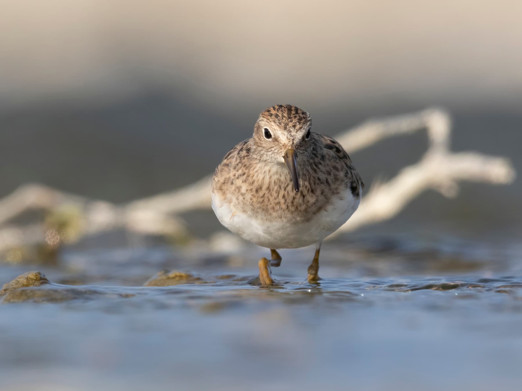 Frontal view of a Temminck's Stint