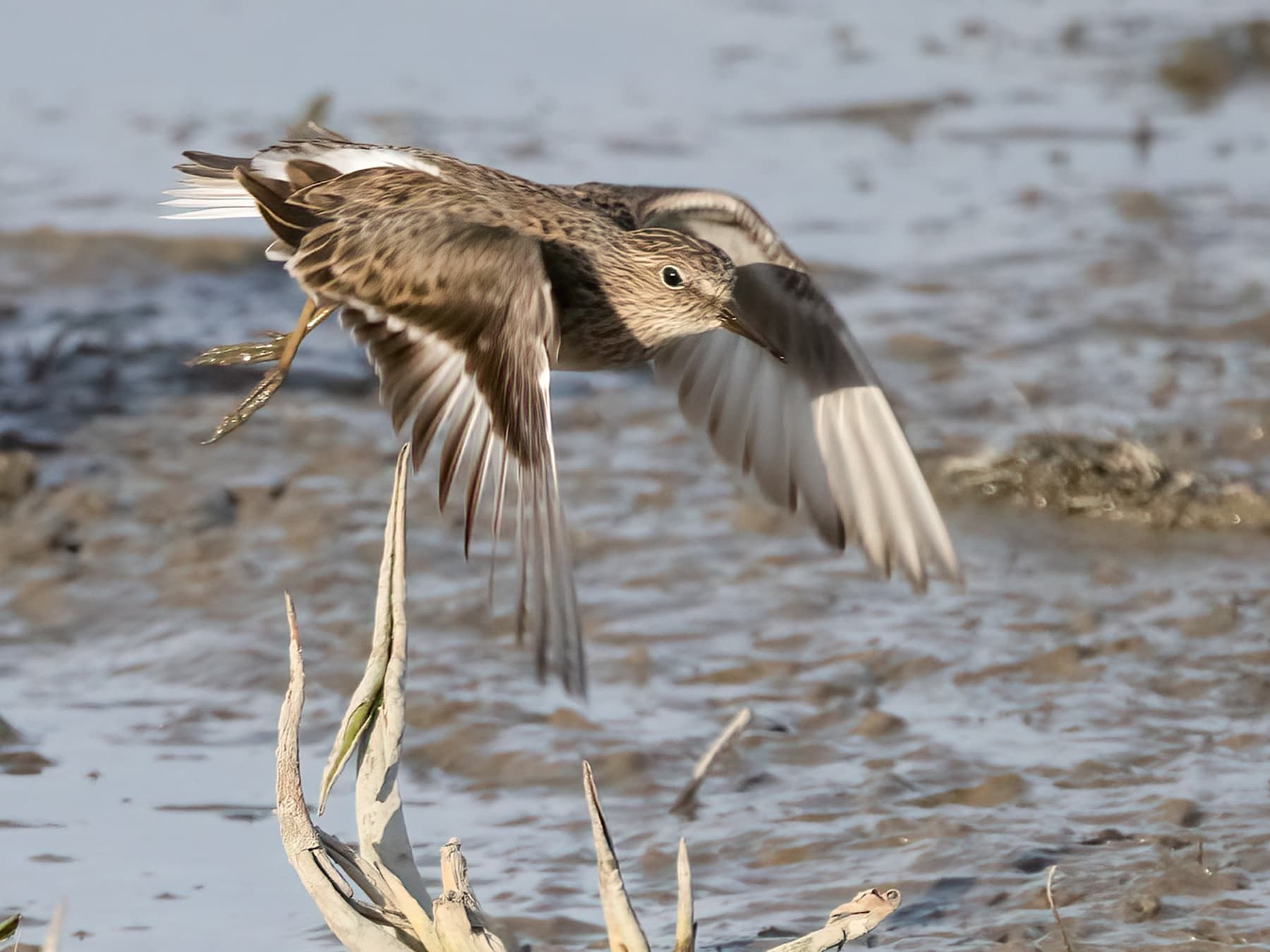 Temminck's Stint in-flight