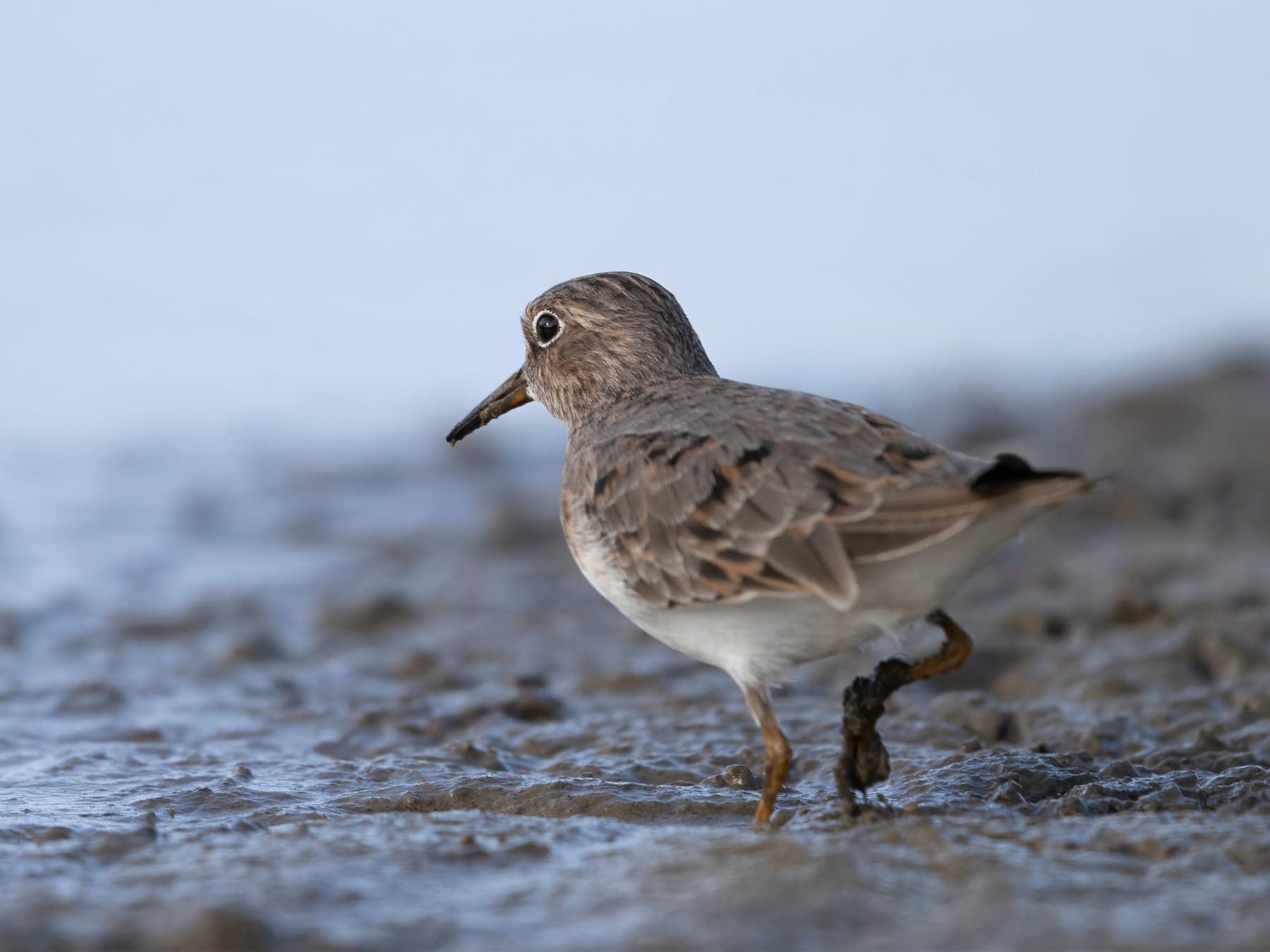 Temminck's Stint wading through muddy shoreline