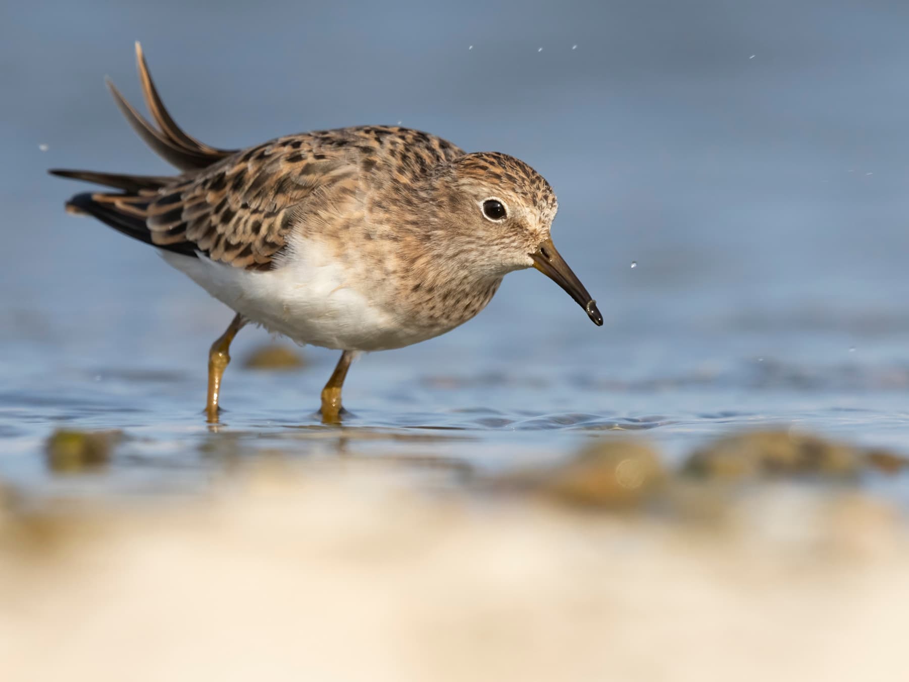 Temminck's Stint foraging in natural habitat