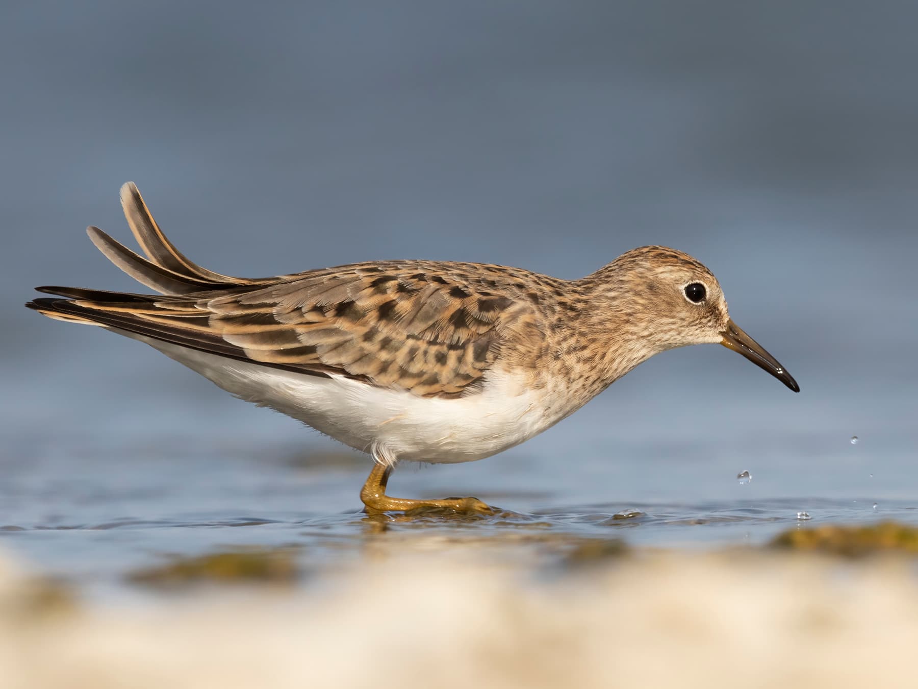 Temminck's Stint