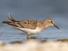 Temminck's Stint