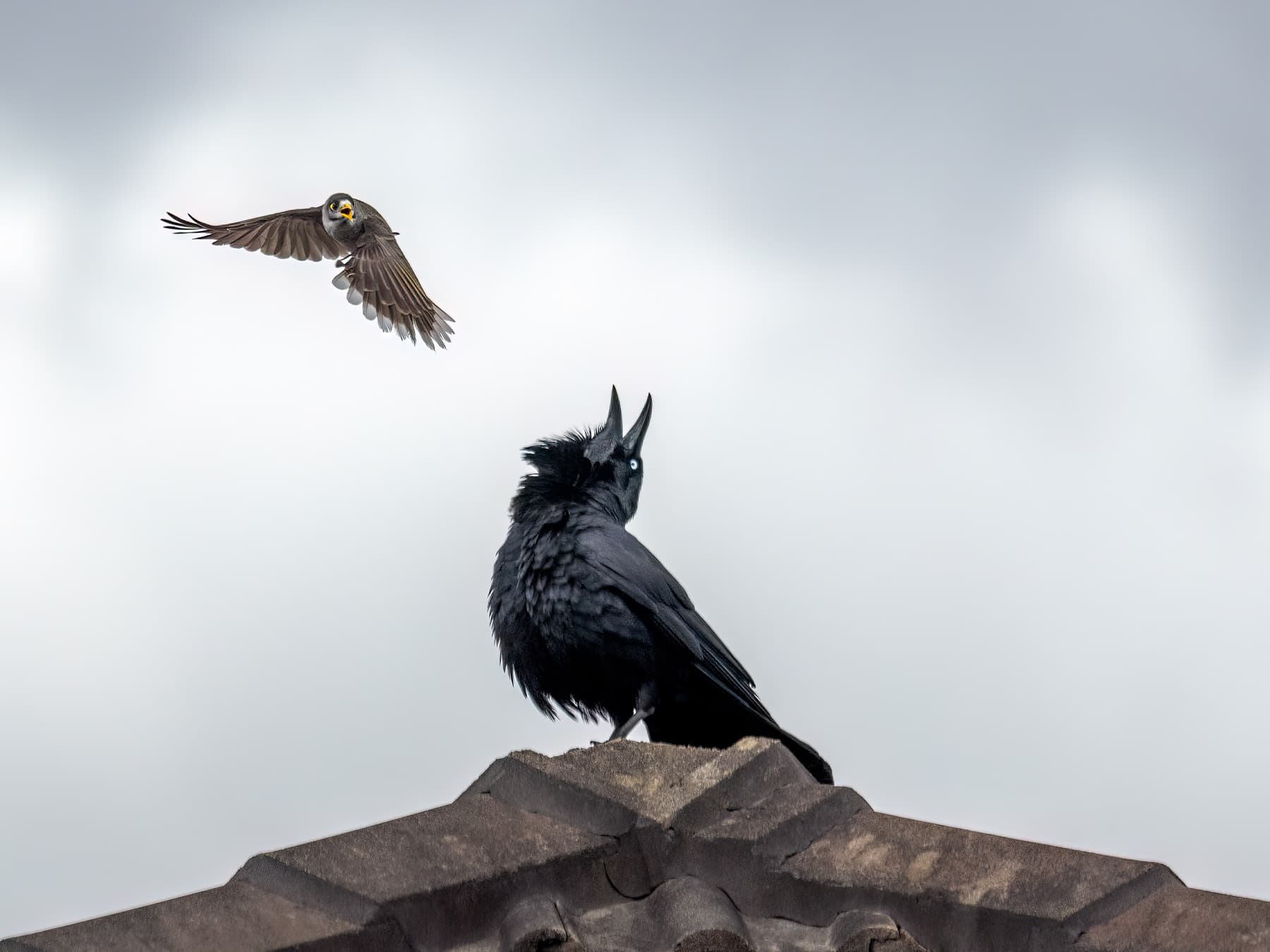 Territorial Behavior