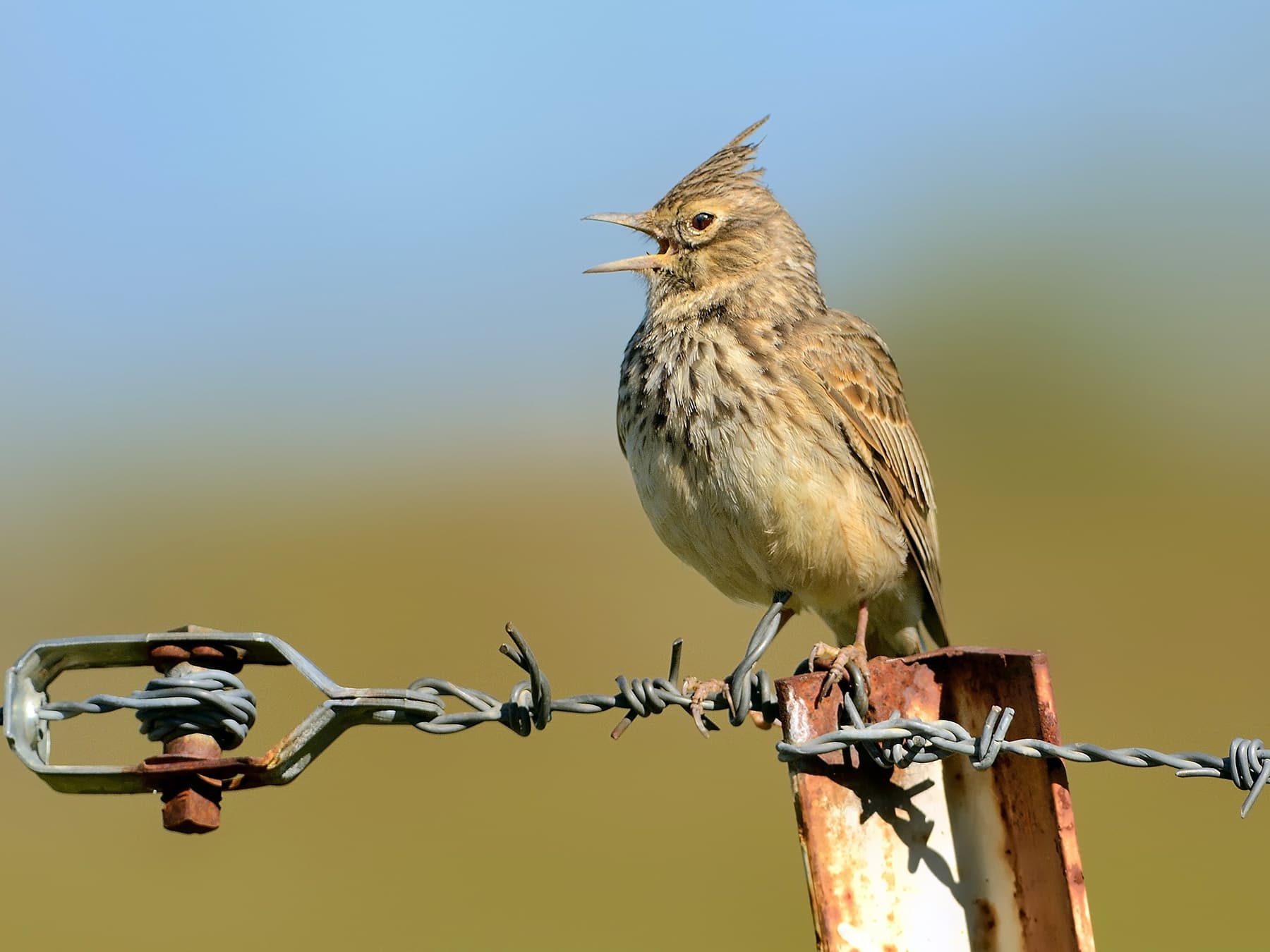 Thekla's Lark perching on a barbed wire fence calling out
