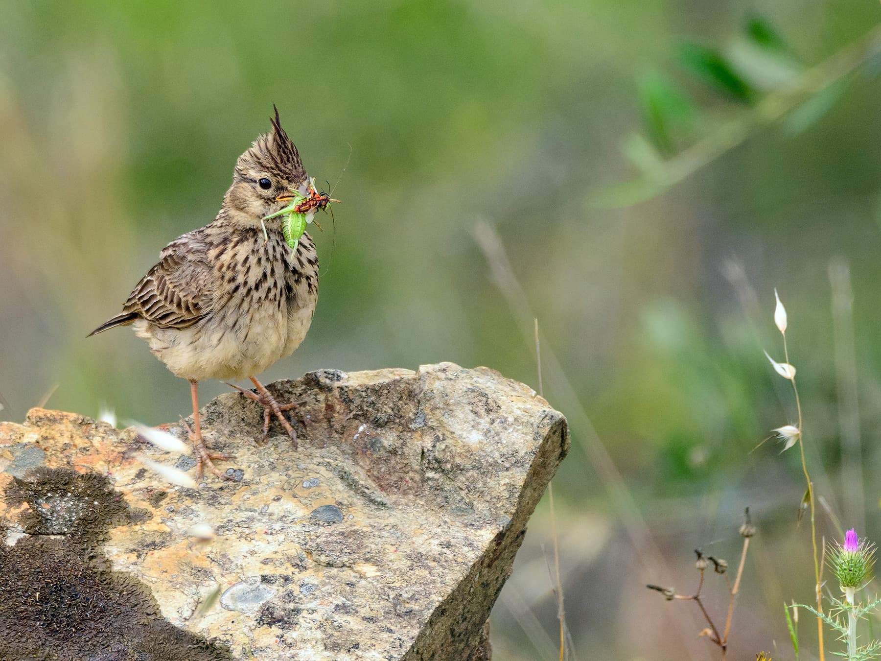 Thekla's Lark with a beak full of insects