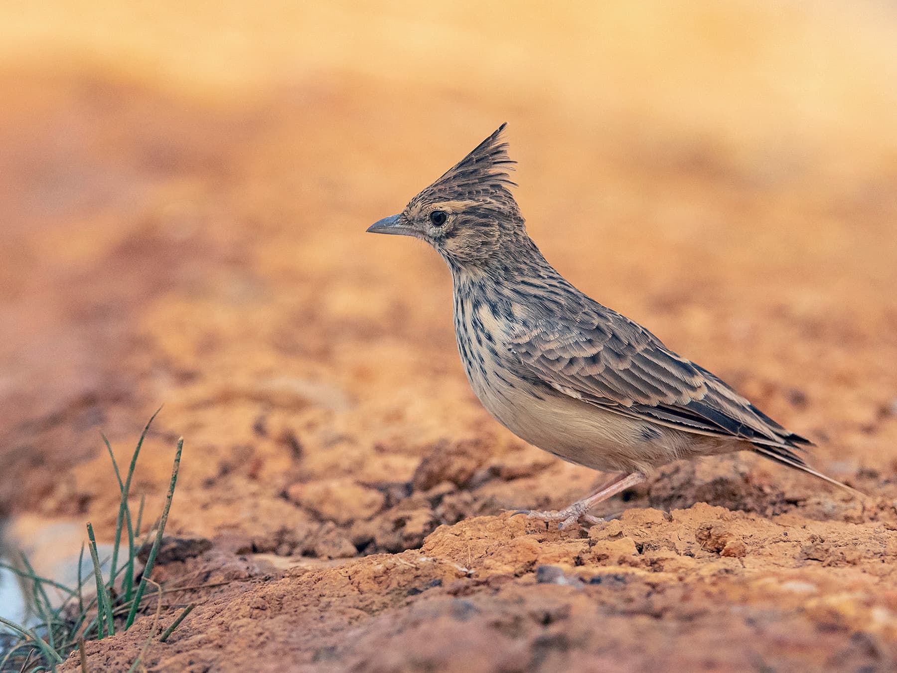 Thekla's Lark standing near watering hole