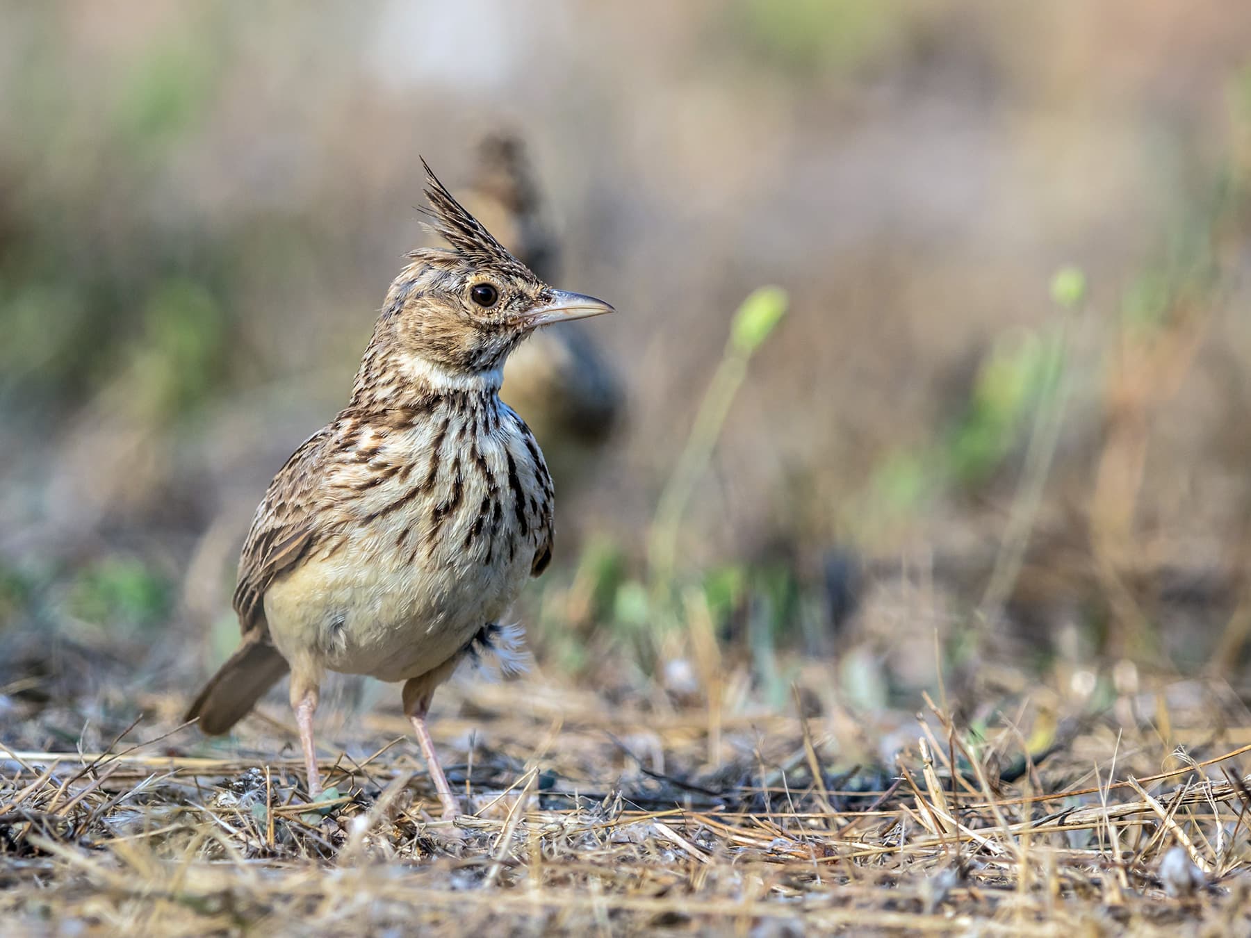 Thekla's Lark on the ground foraging for seeds and insects