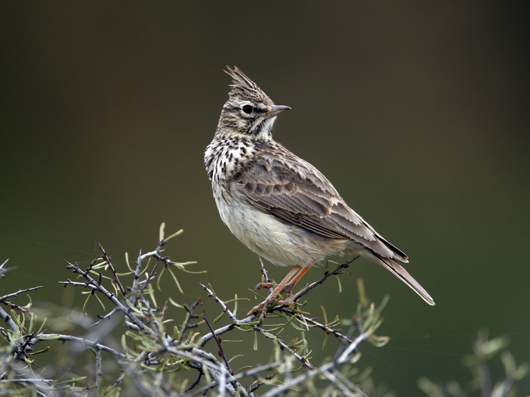 Thekla's Lark perching in natural habitat
