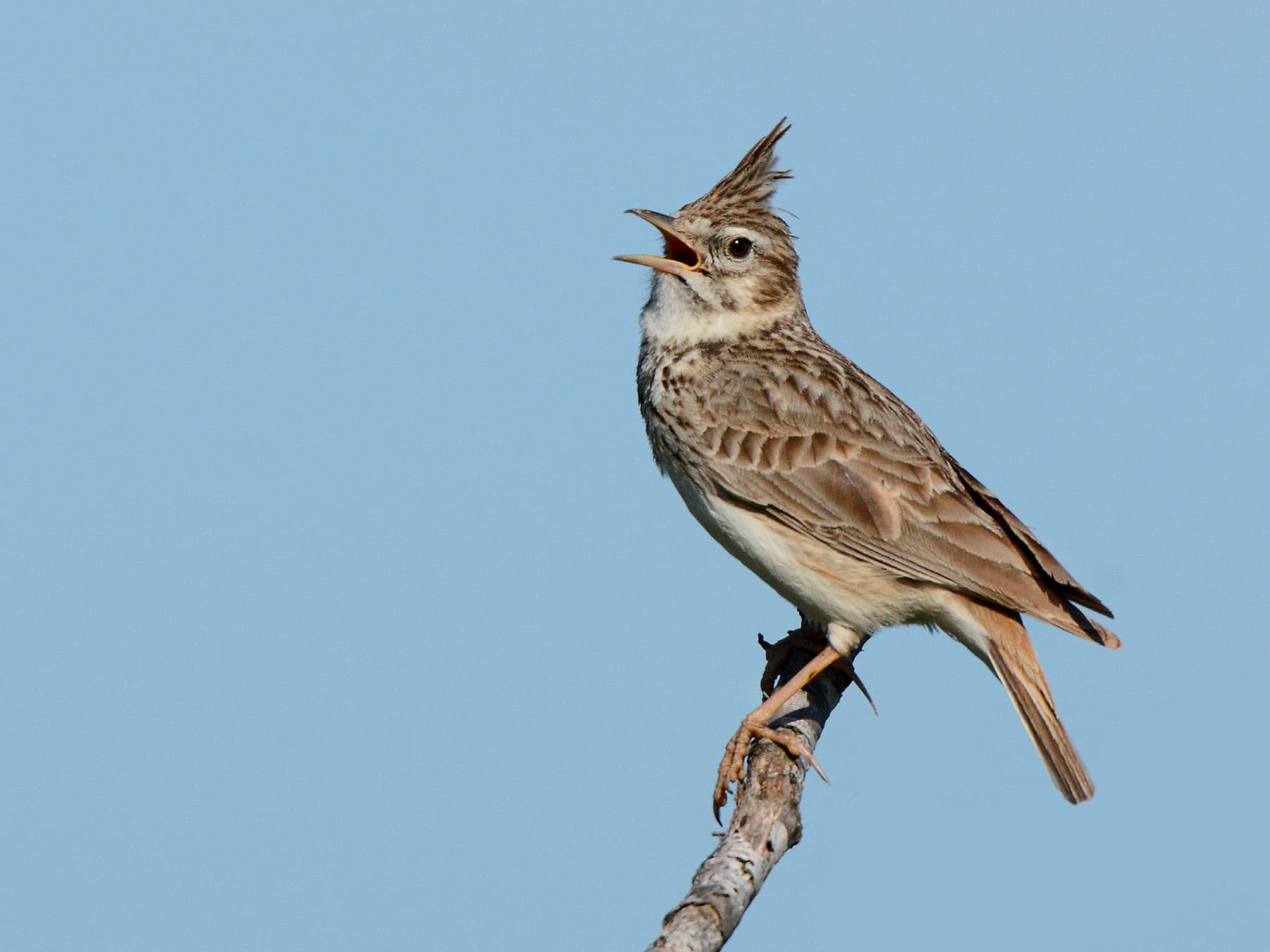 Thekla's Lark warbling