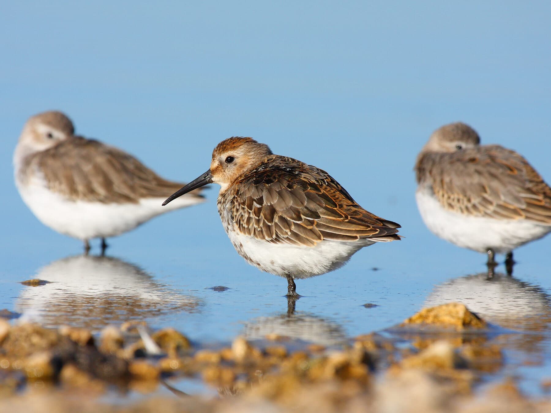 Three Dunlins resting near the shore