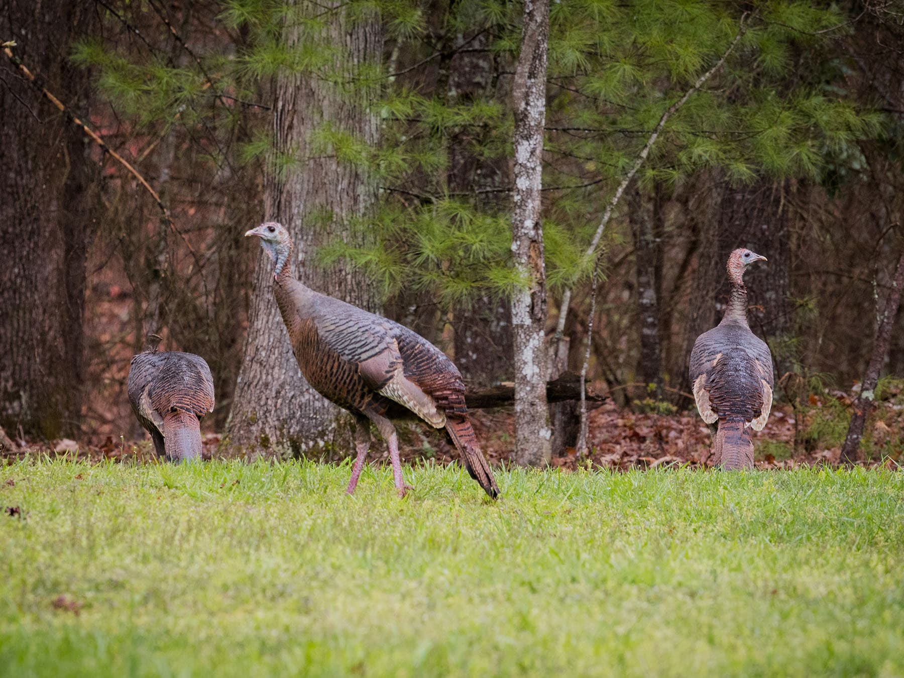 Three female wild turkeys