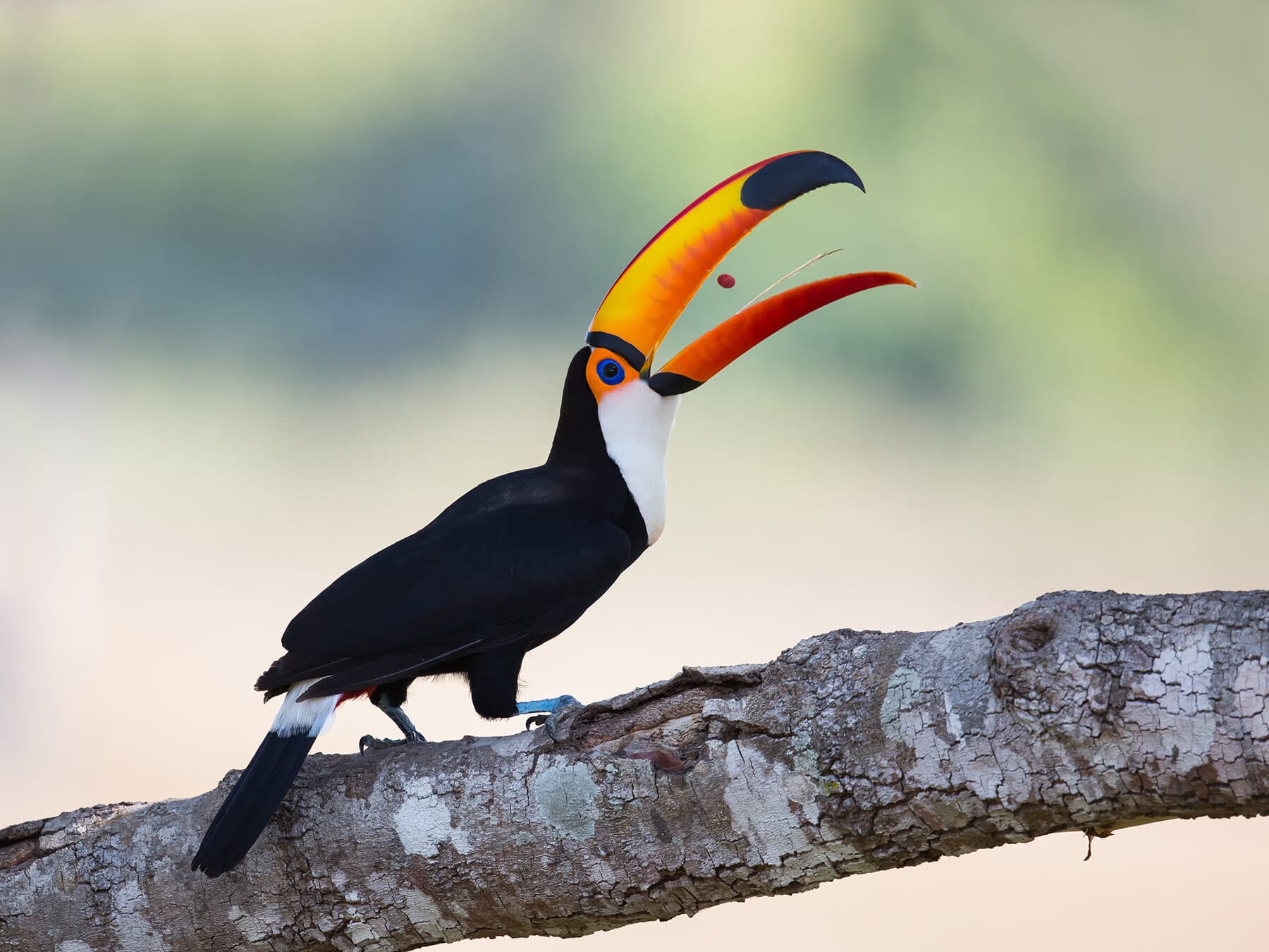 Toco toucan eating