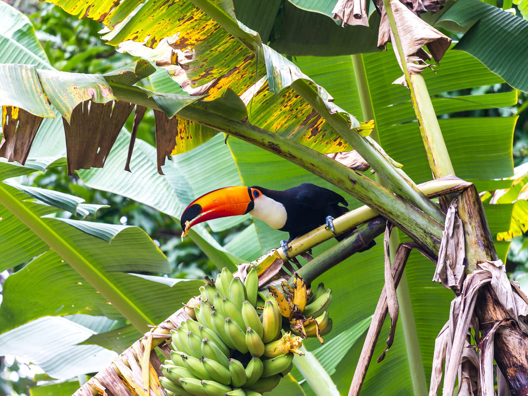 Toucan eating bananas