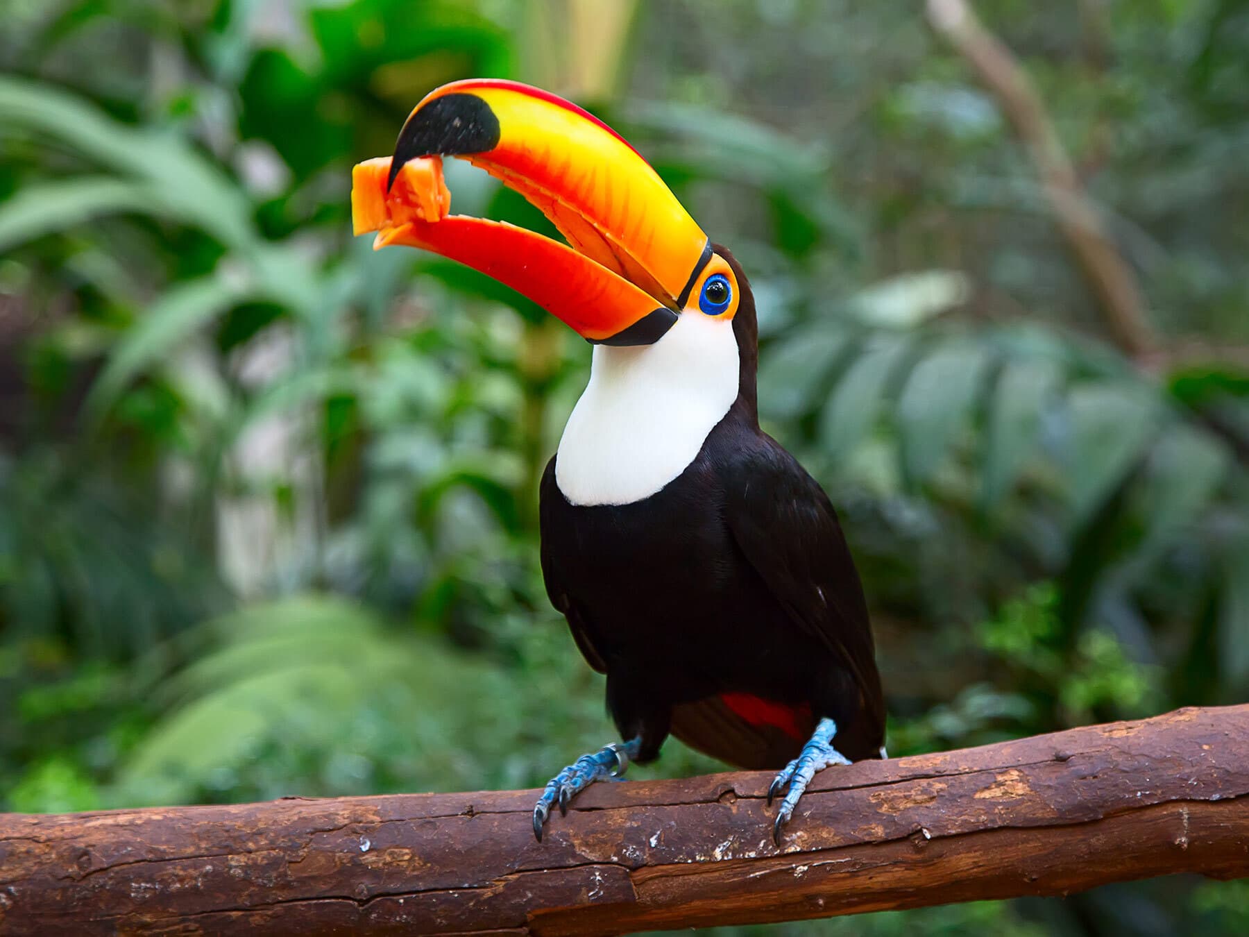 Toucan eating fruit