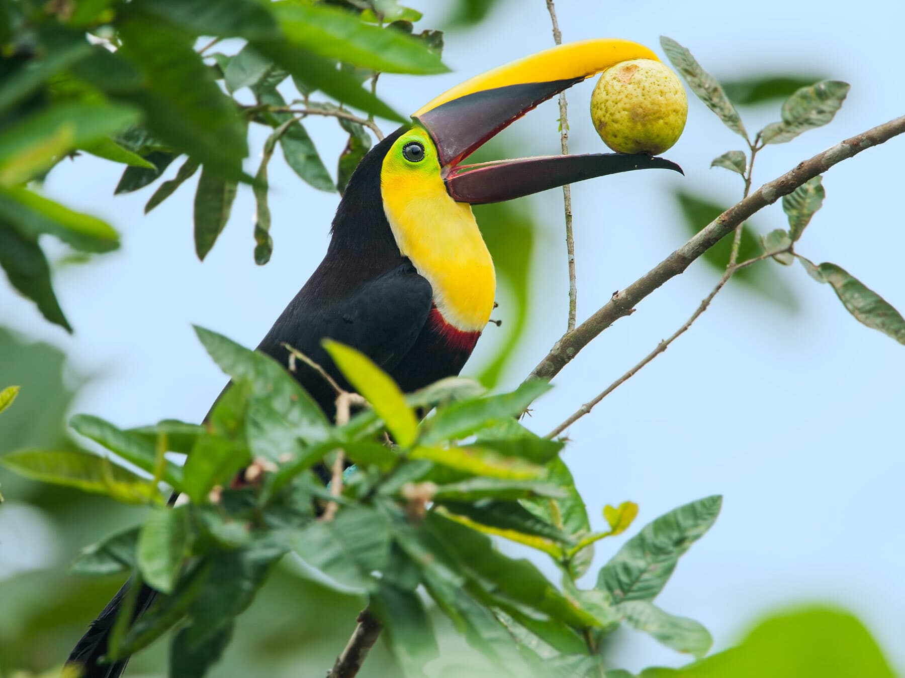 Toucan eating guava