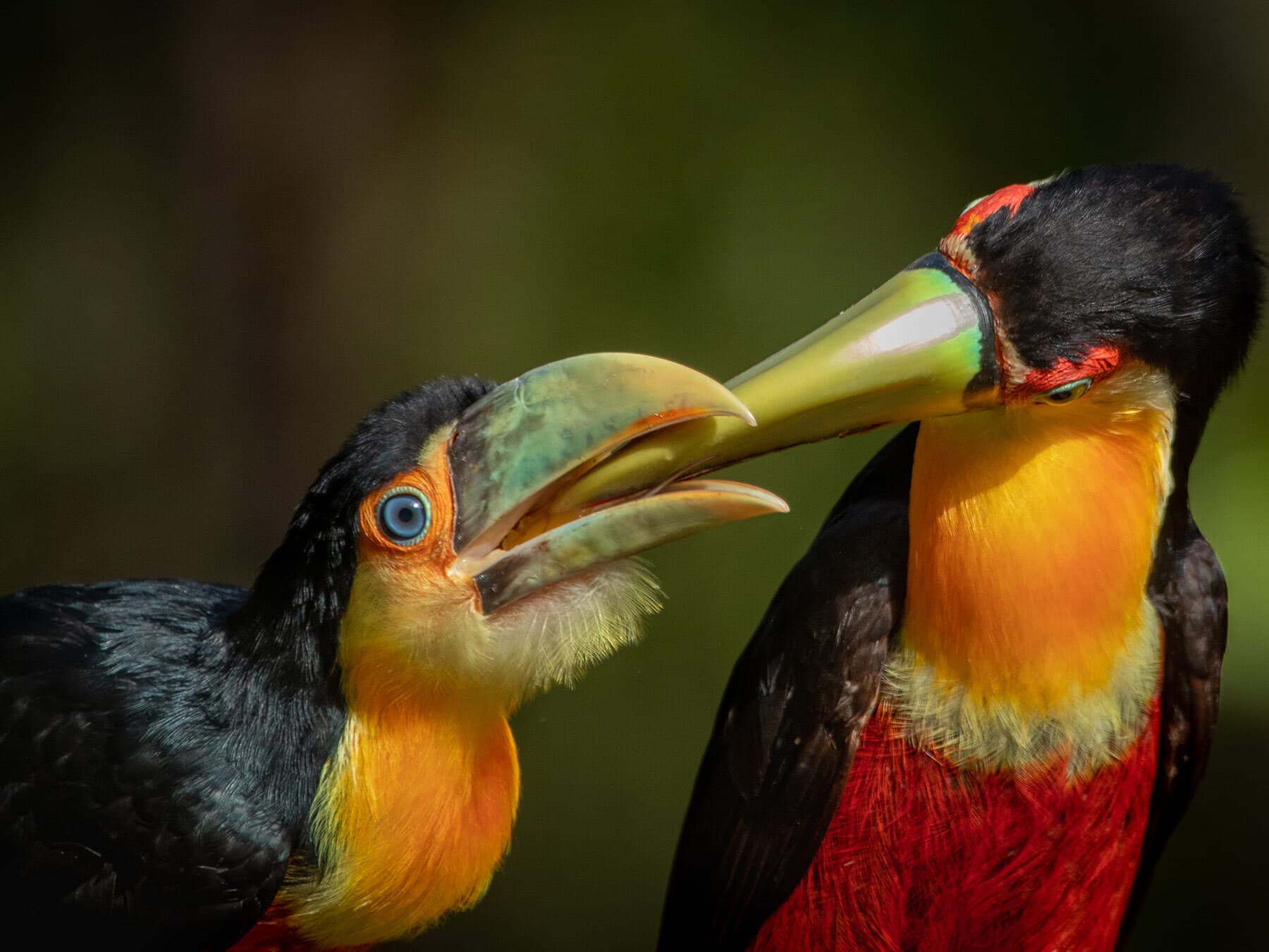 Toucan feeding chick