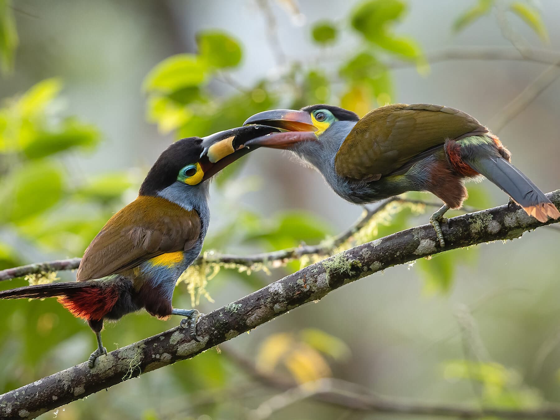 Toucan feeding young