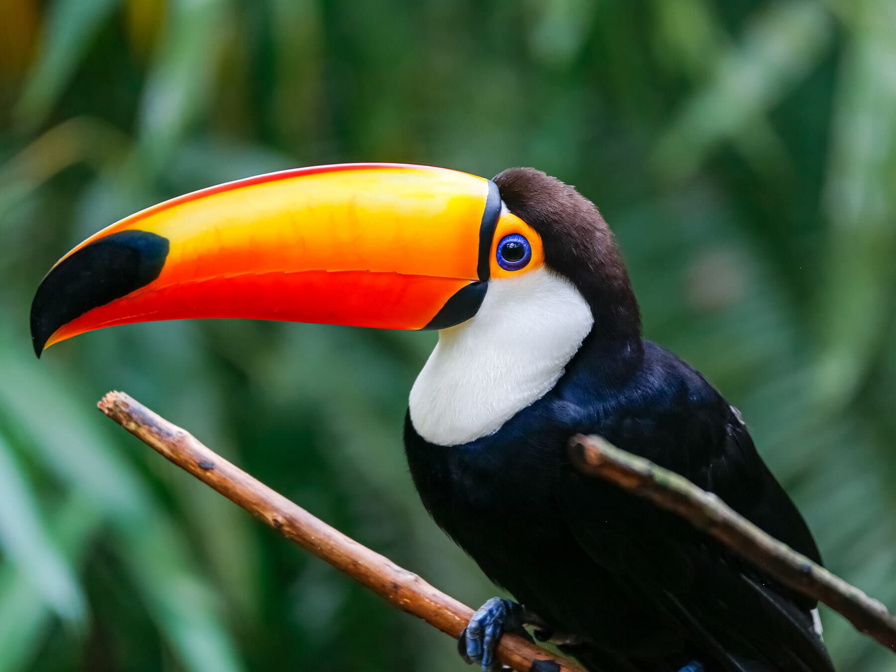 Toucan lifespan