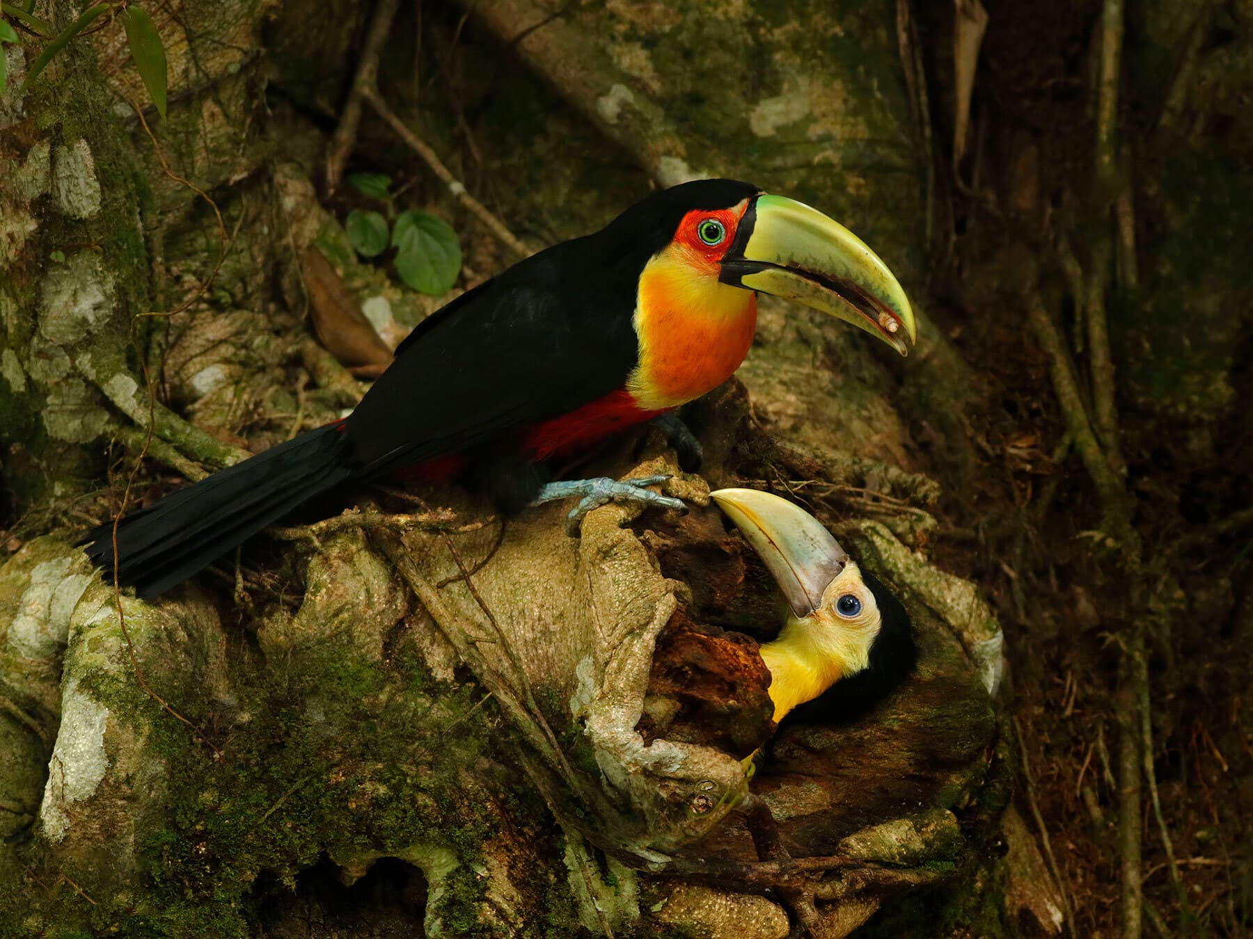 Toucan nest with chick