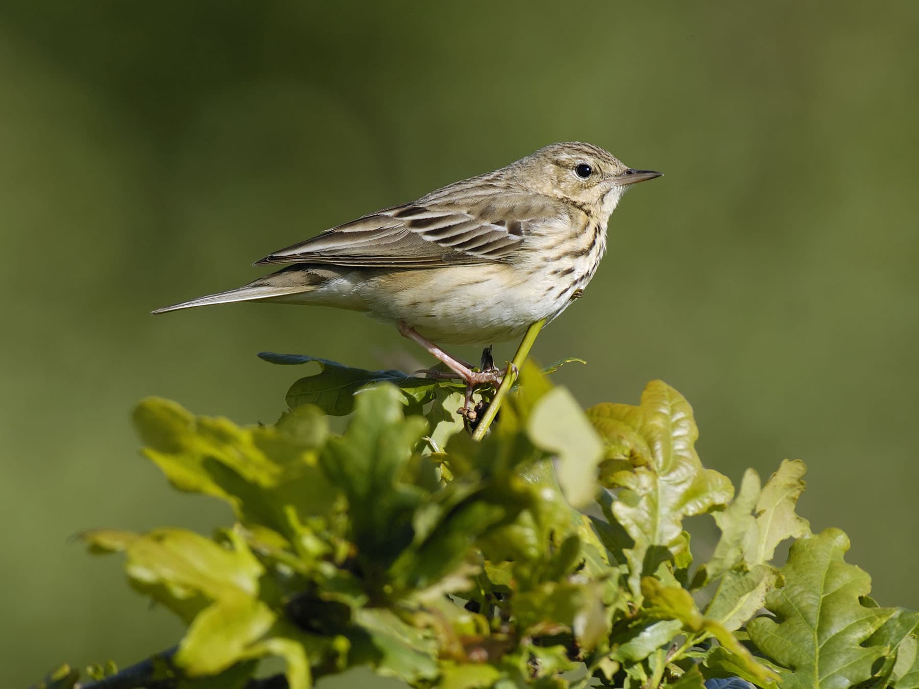 Tree Pipit perched at the top of a tree