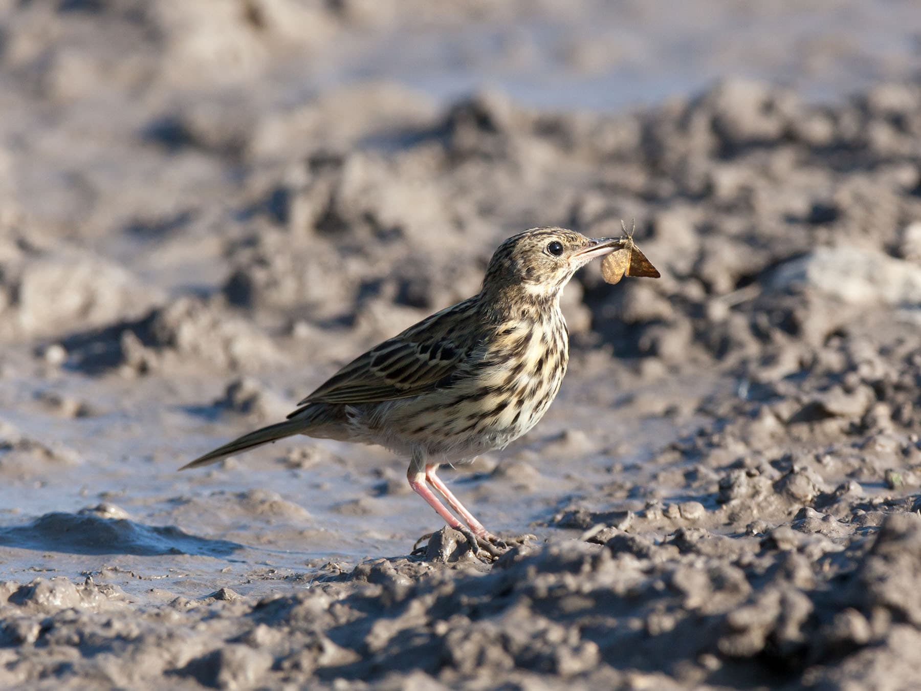 Tree Pipit with an insect in its beak