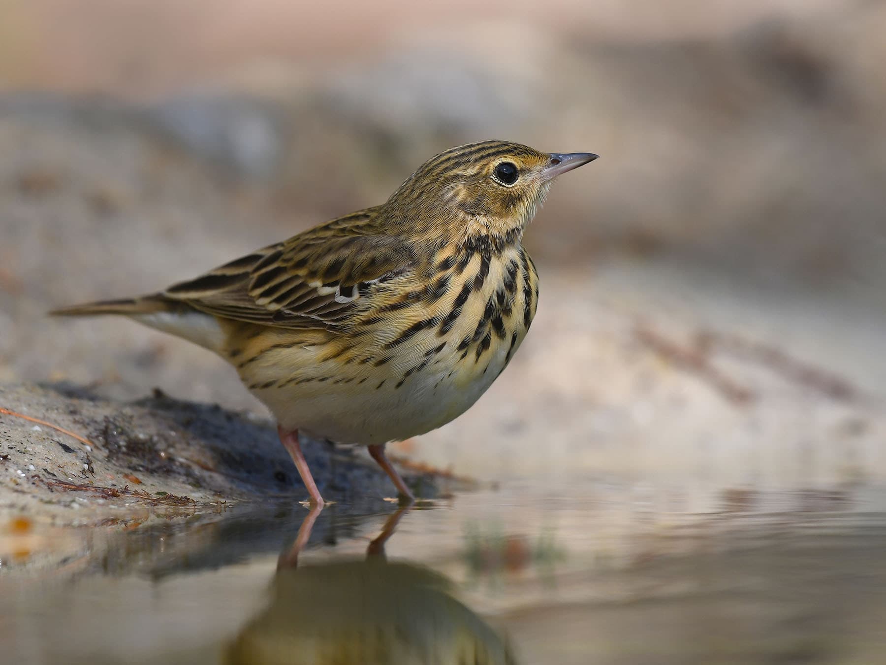 Tree Pipit taking a drink of water