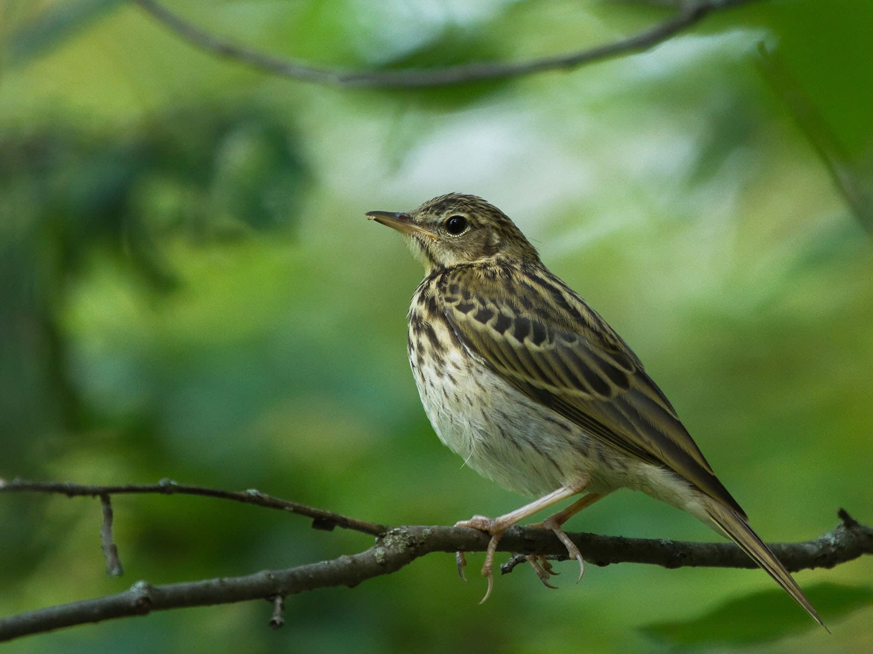 Tree Pipit in its natural forest habitat