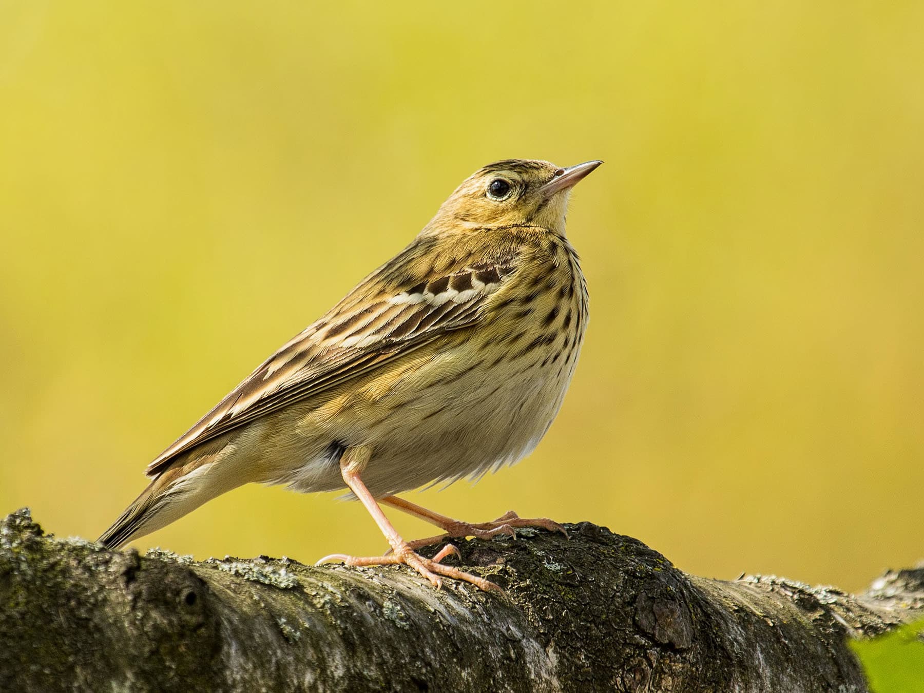 Close up of a Tree Pipit perched on a log