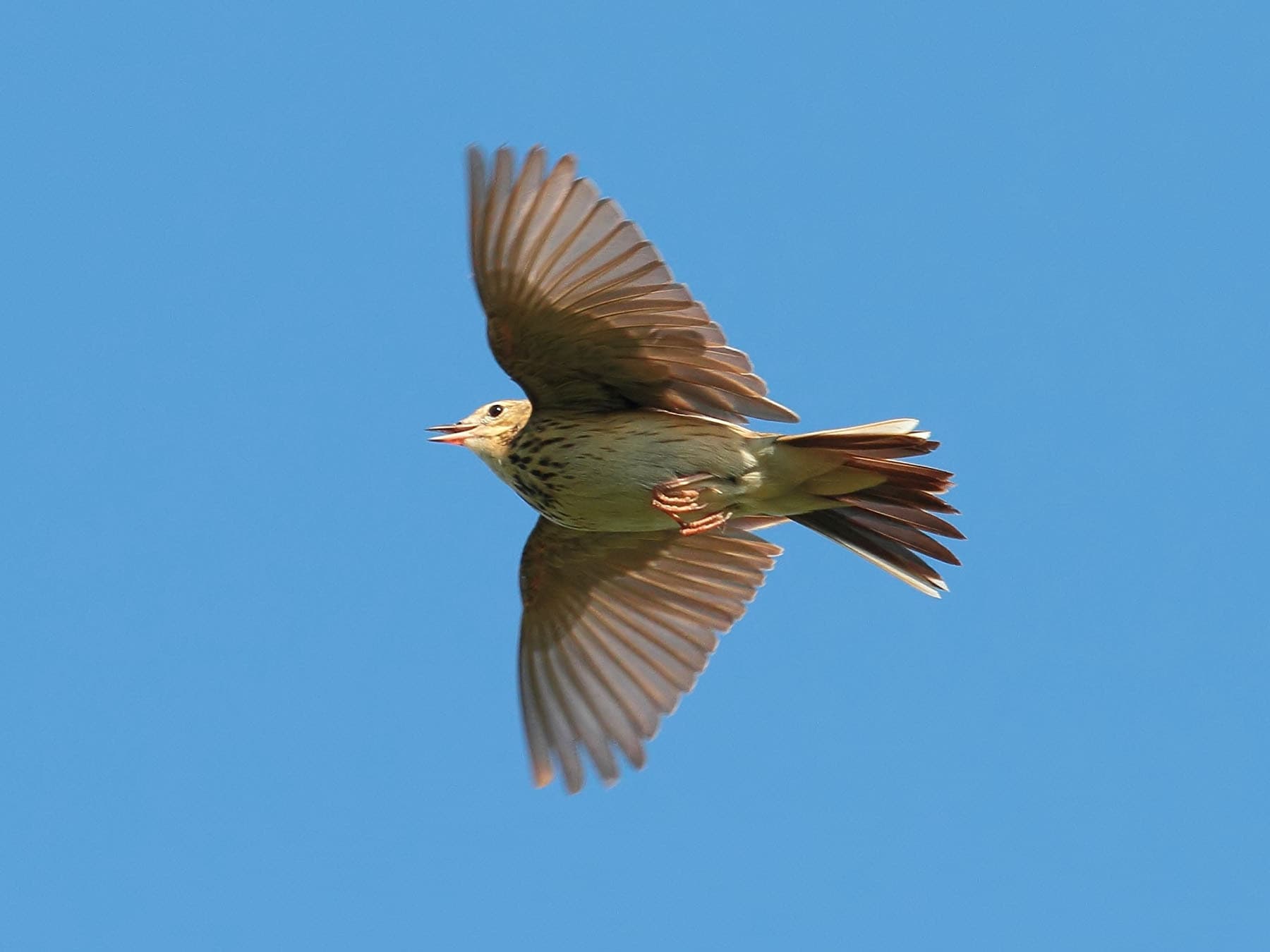 Tree Pipit in flight, pictured from below