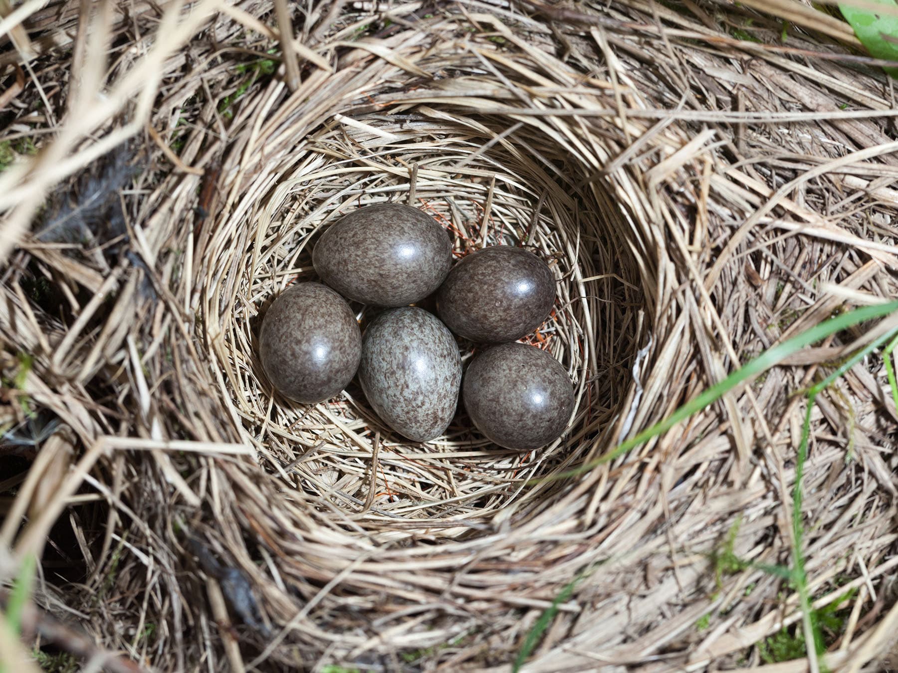 The nest of a Tree Pipit with five unhatched eggs inside