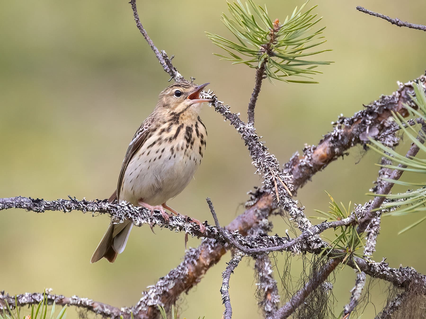 Tree Pipit singing high up in a tree