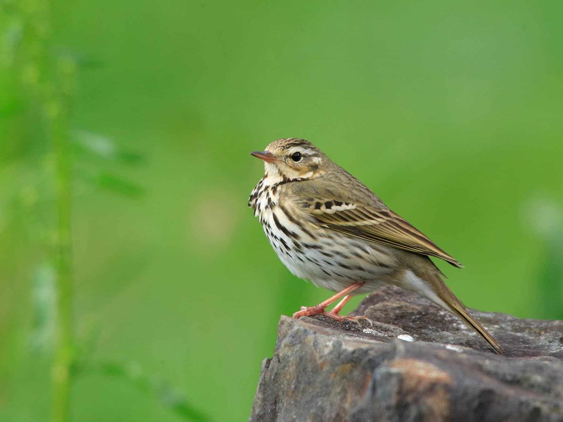 Tree Pipit on a tree stump