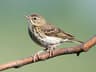 Tree Pipit