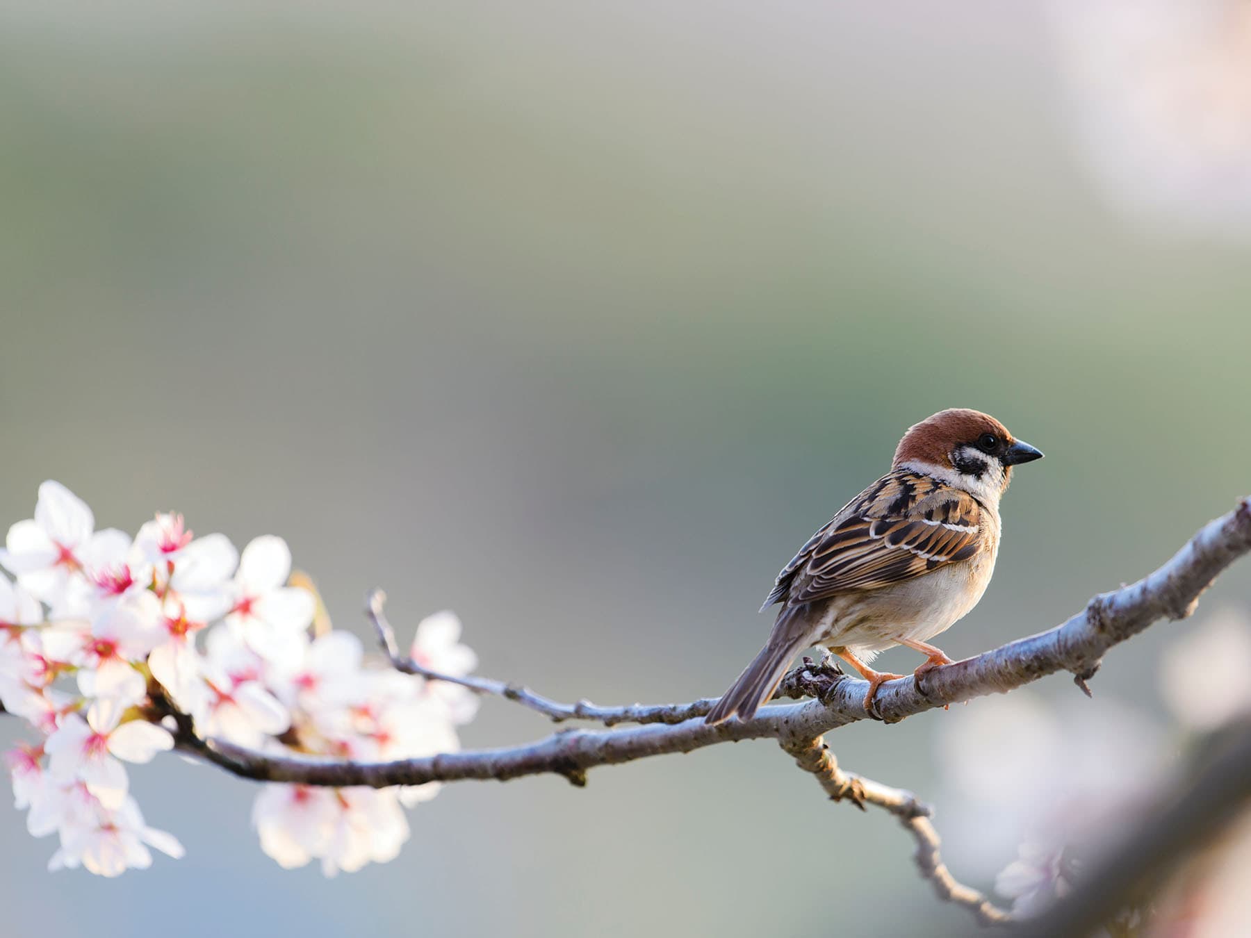 Tree Sparrow perched on a blossom covered branch