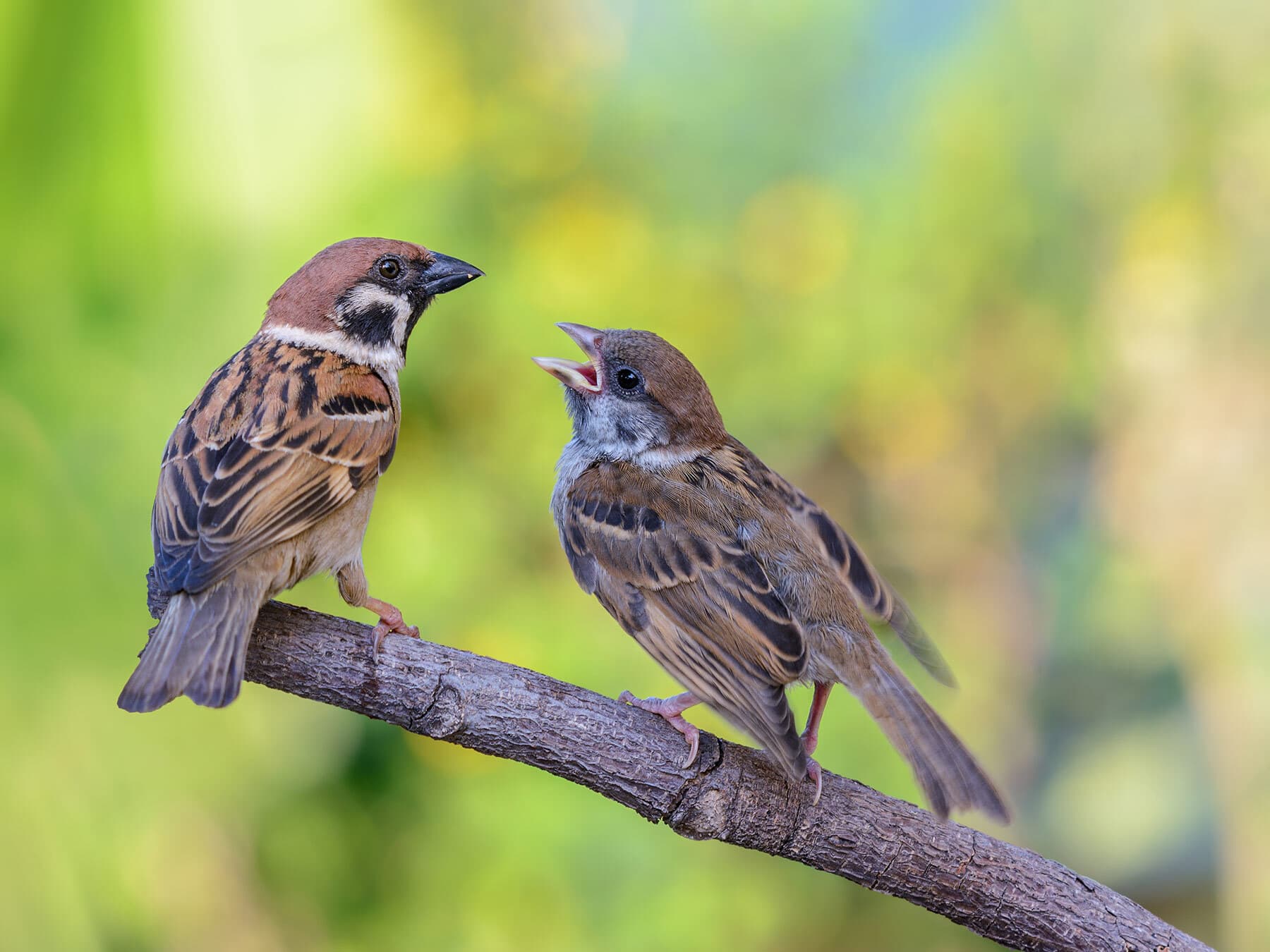 Tree sparrow feeding chick