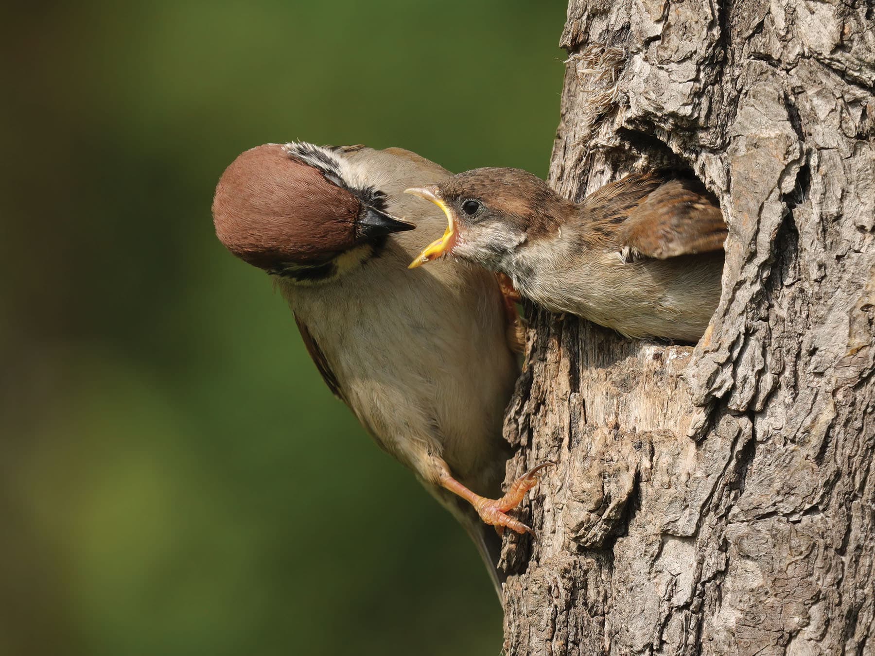 Tree Sparrow feeding its young chick in the nest