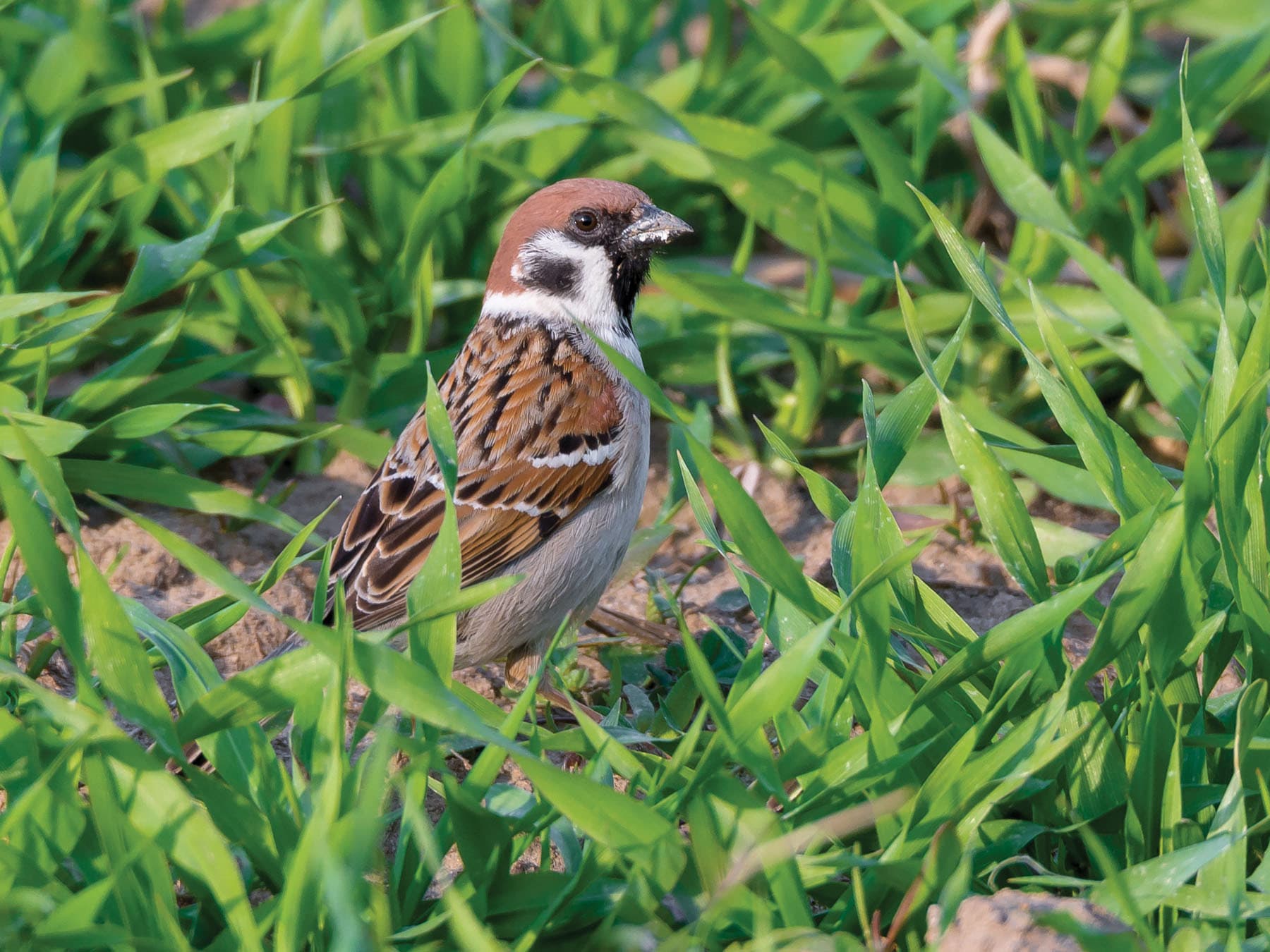 Eurasian Tree Sparrow foraging in a corn field