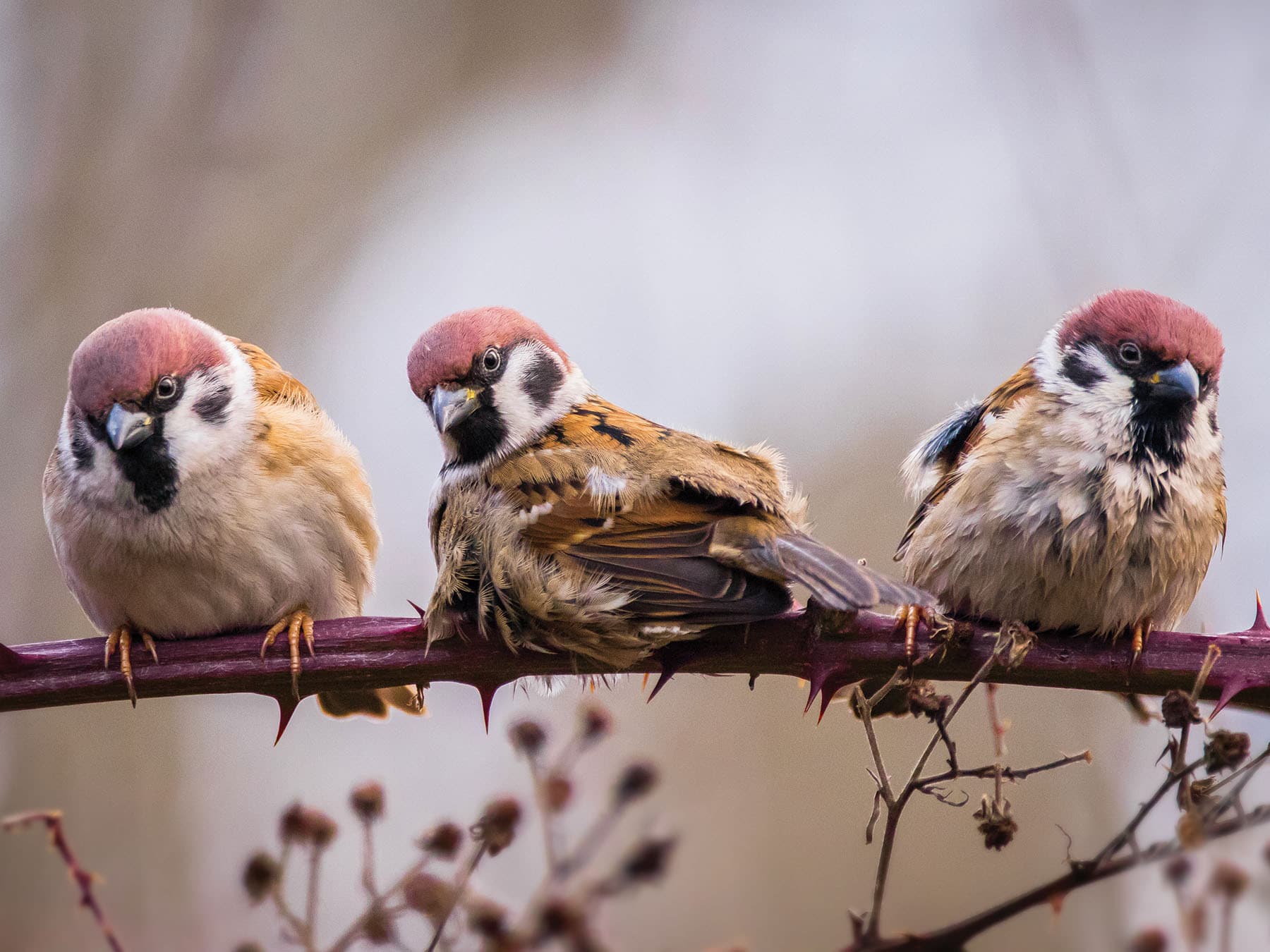 Three Tree Sparrows perched on a branch