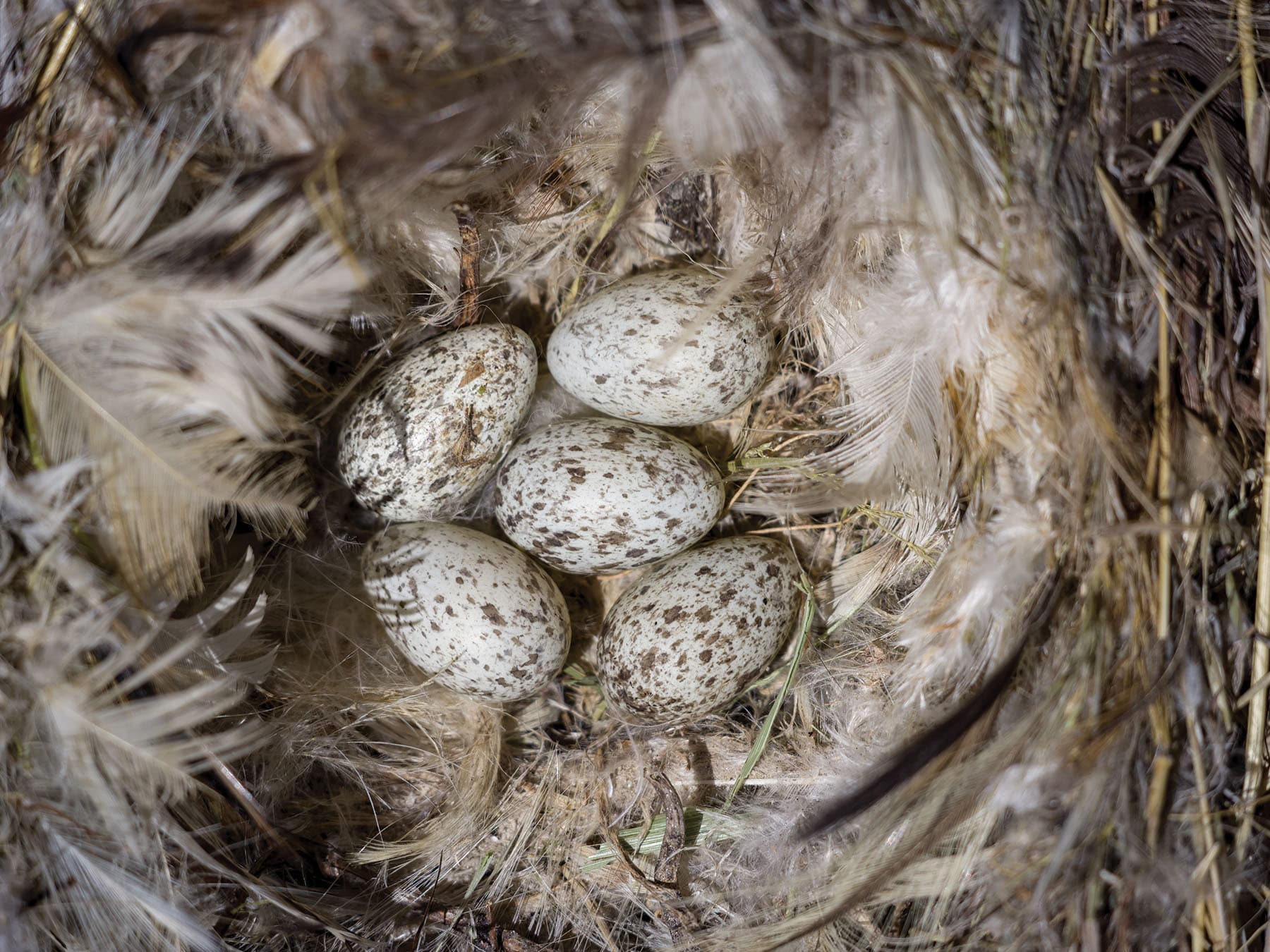 The nest of a Tree Sparrow with five eggs inside