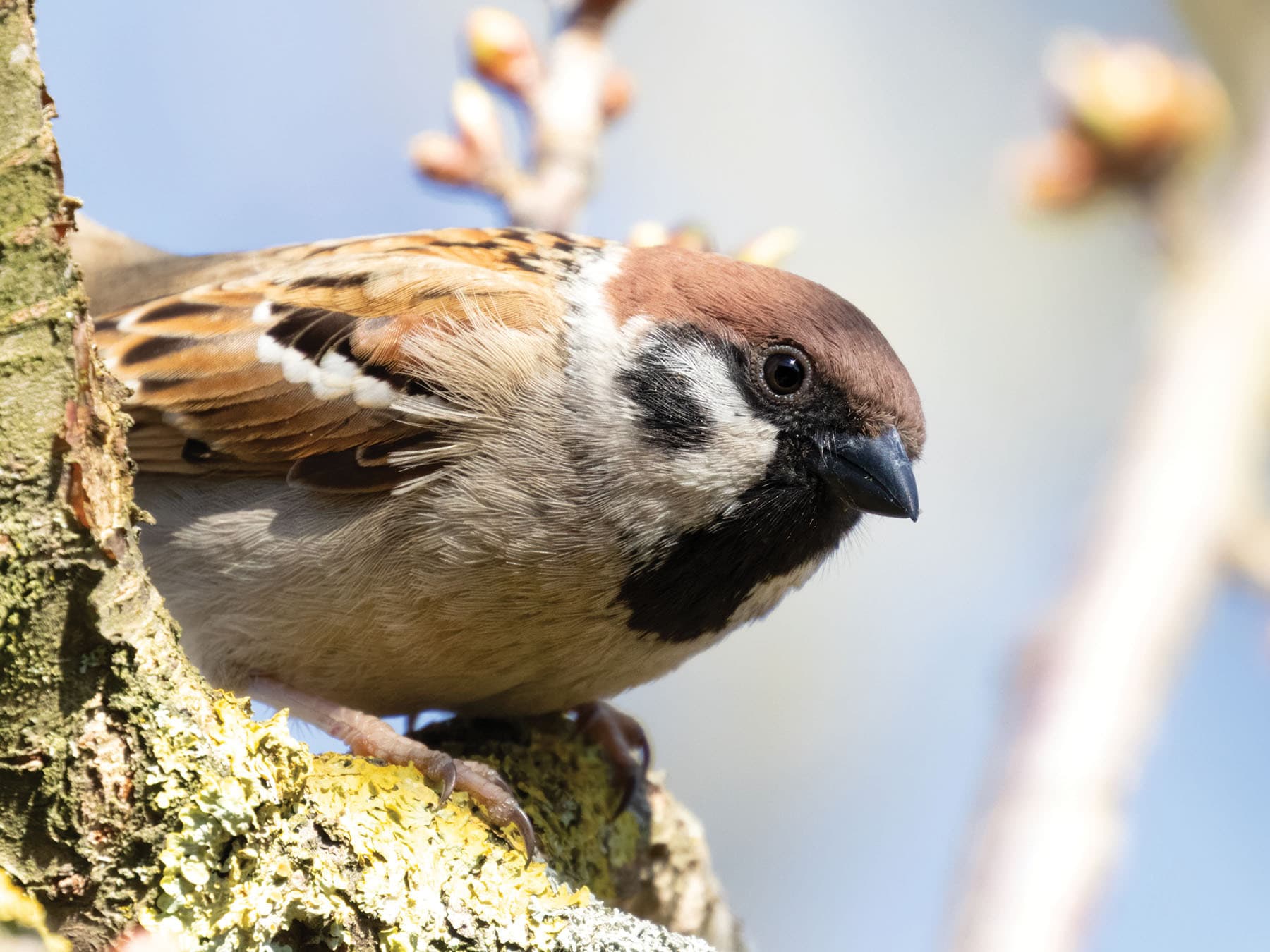 Close up portrait of a Tree Sparrow