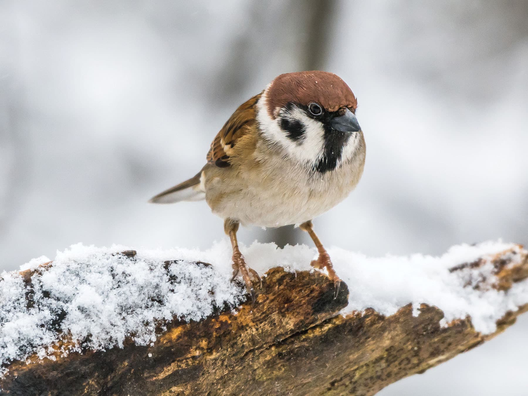 Tree Sparrow in winter, on a snow covered branch