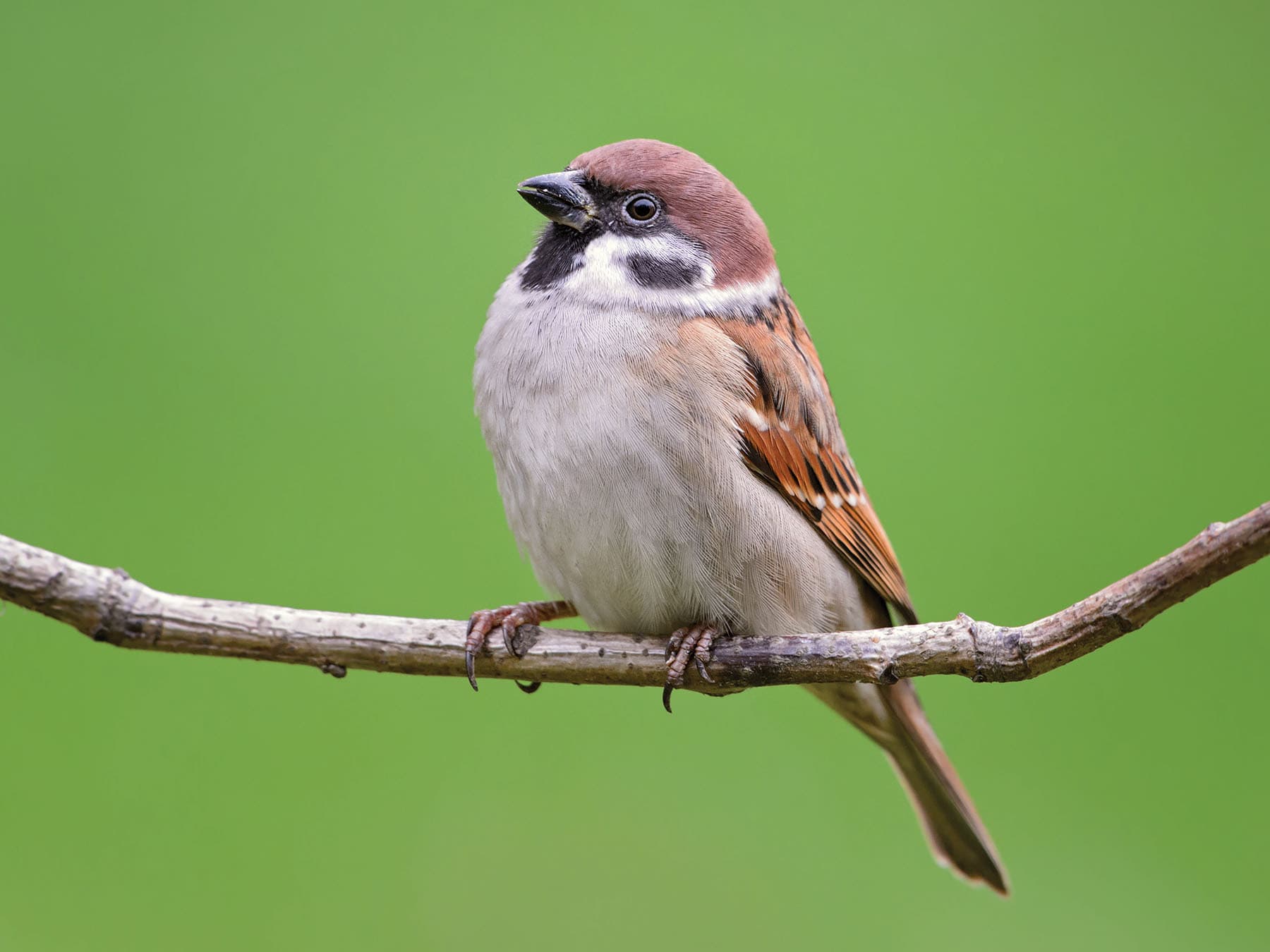 Close up of a perched Tree Sparrow