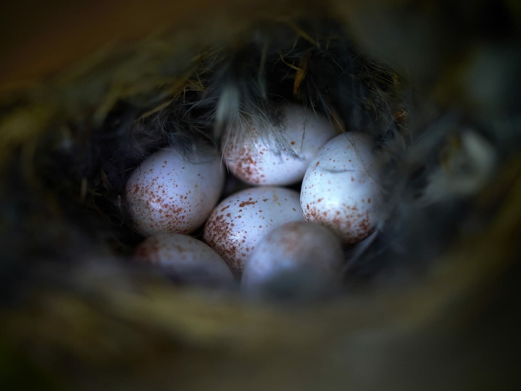 Treecreepers eggs
