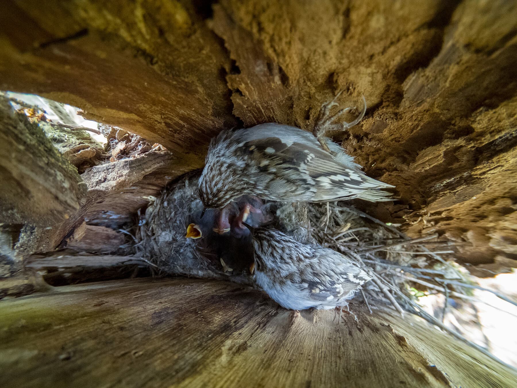 Treecreepers nest